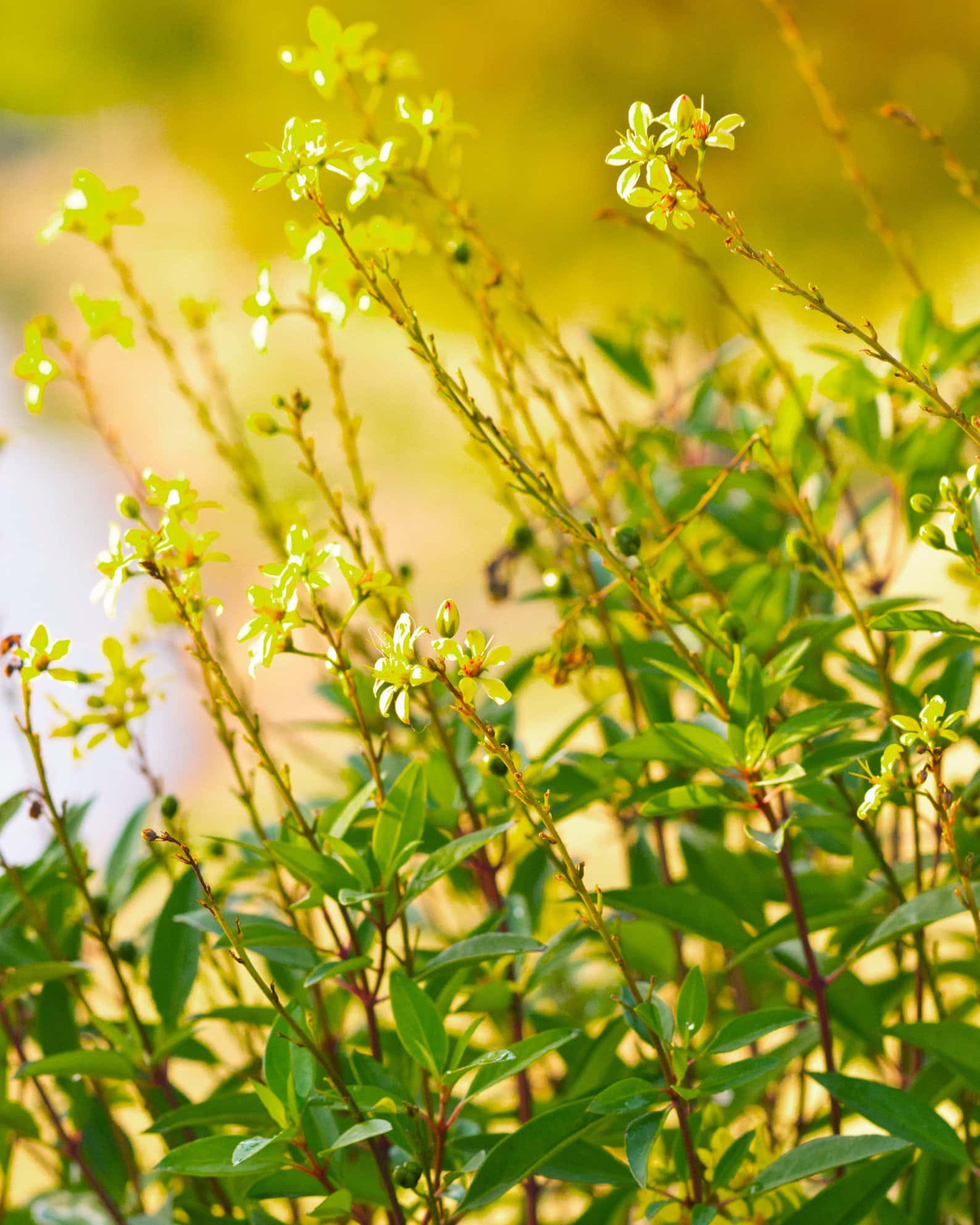 Golden Thryallis - Image 4