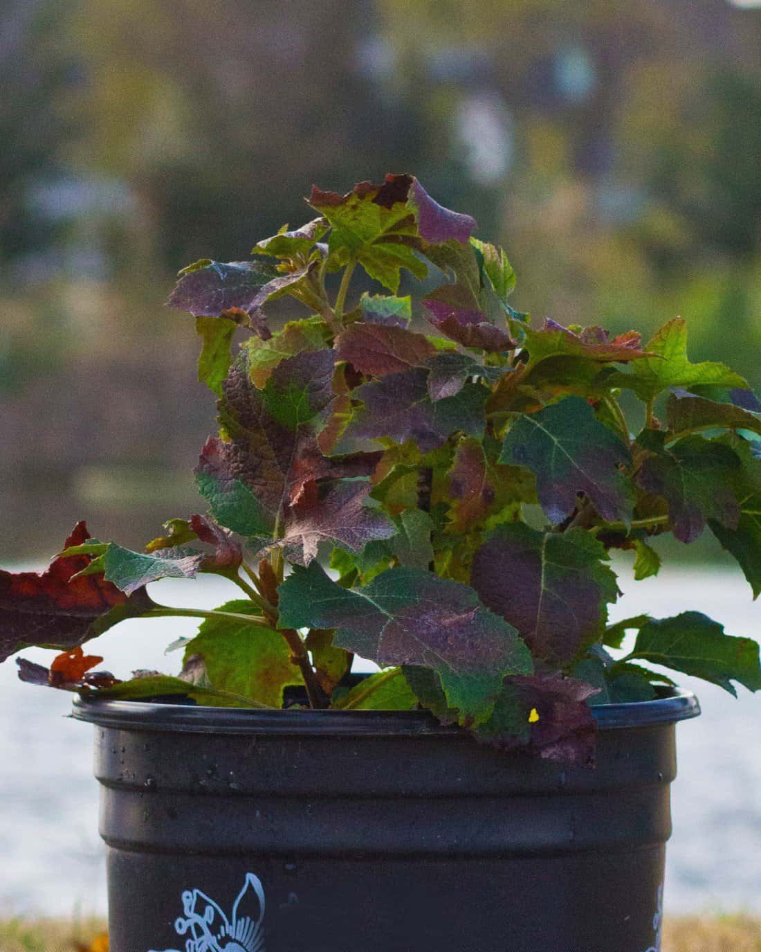 Oakleaf Hydrangea Ruby Slippers - Main Image