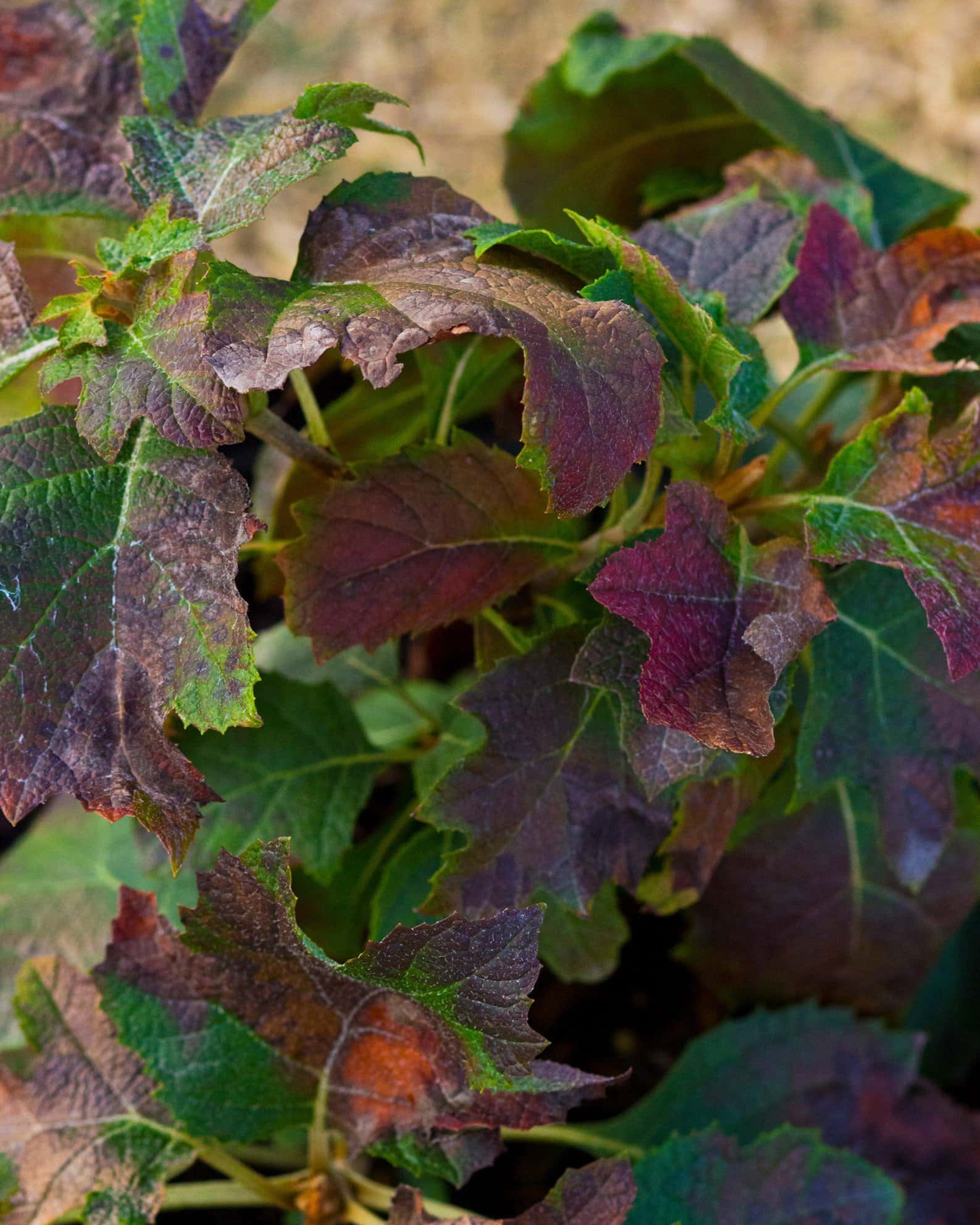 Oakleaf Hydrangea Ruby Slippers - Image 5