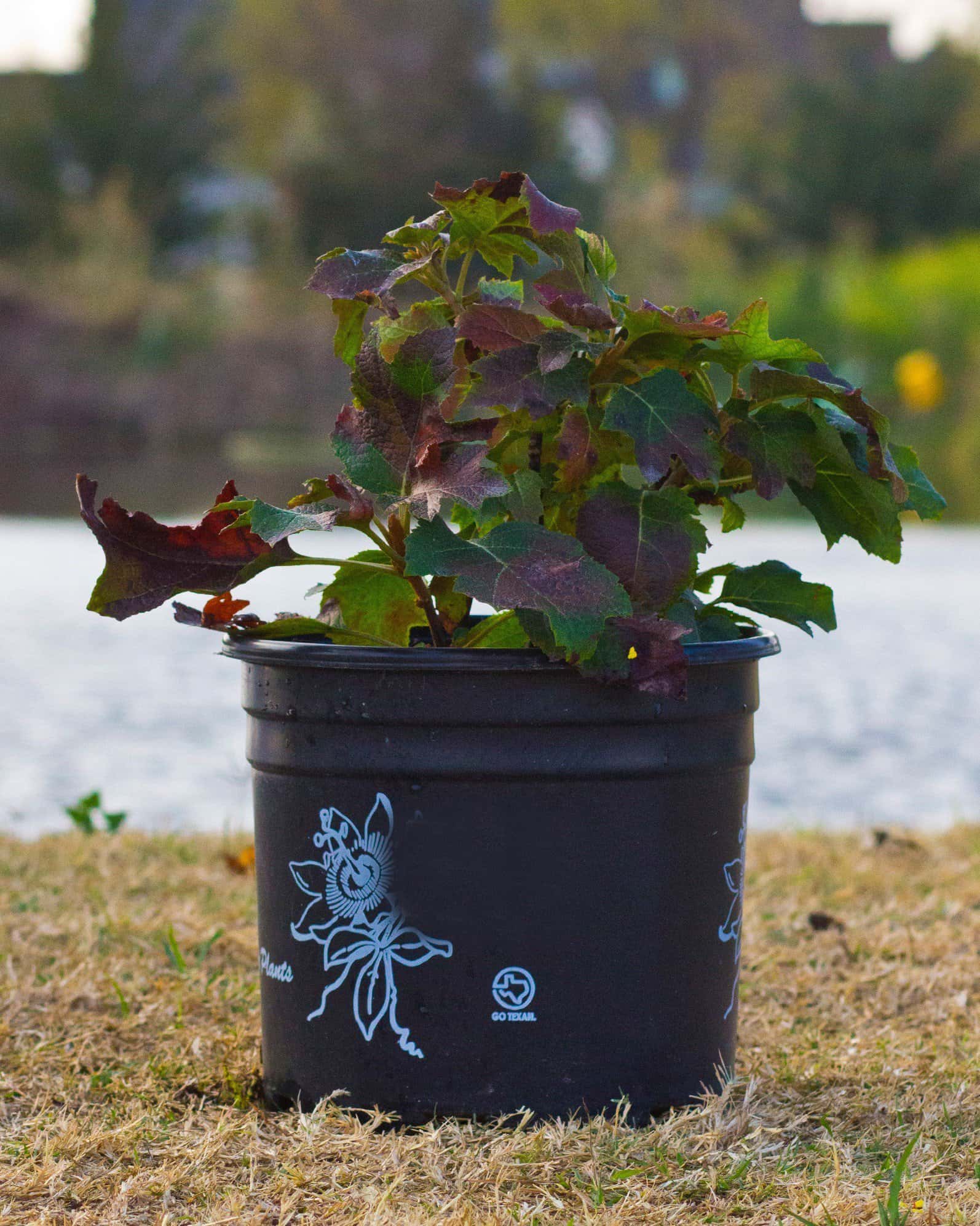 Oakleaf Hydrangea Ruby Slippers - Image 6