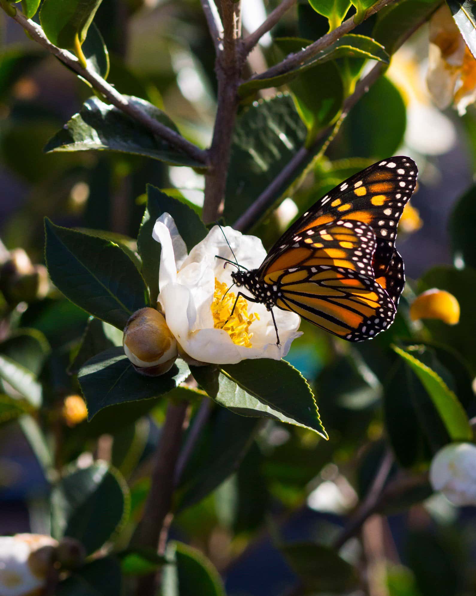 Daydream Believer Camellia - Image 6