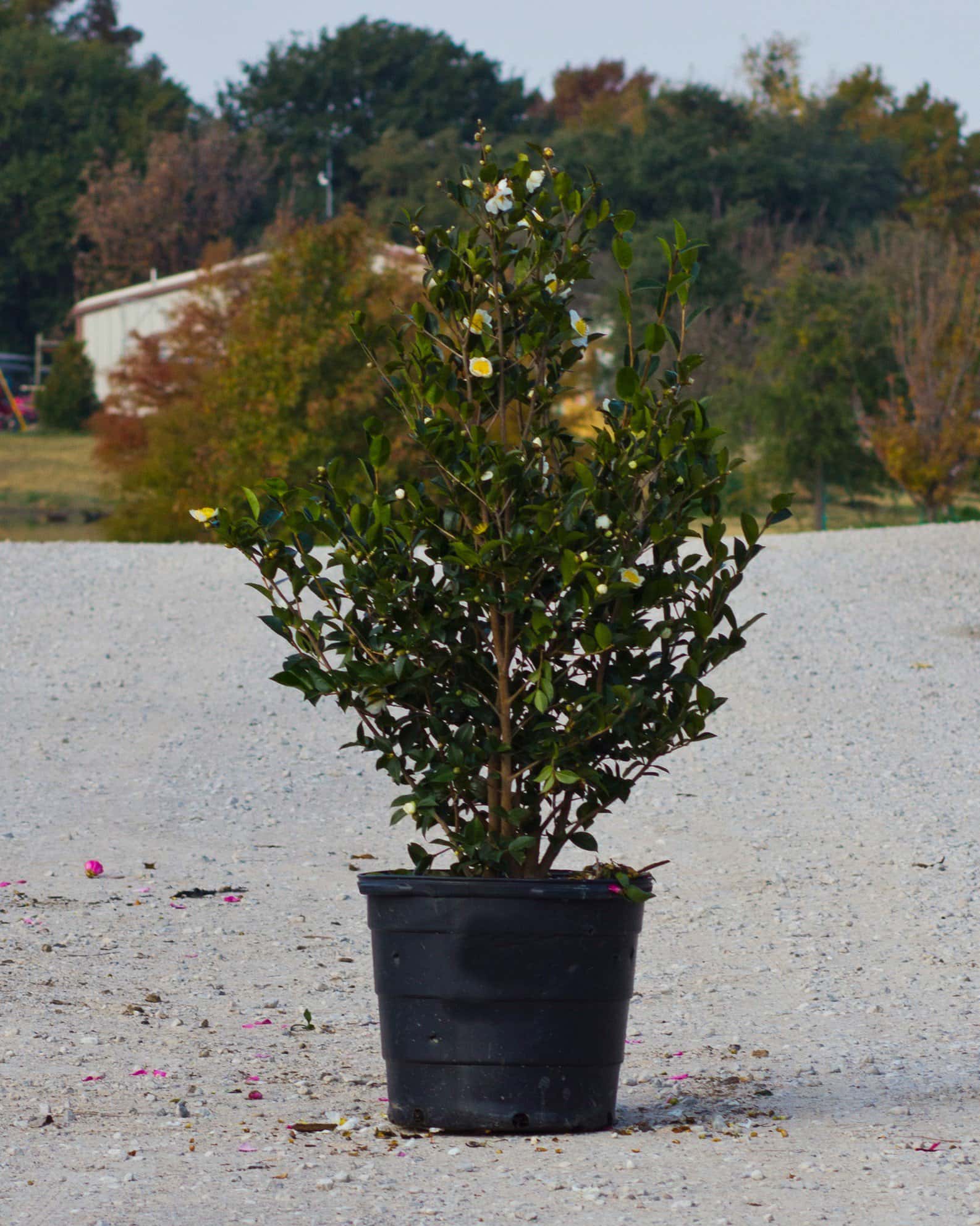 Daydream Believer Camellia - Image 7