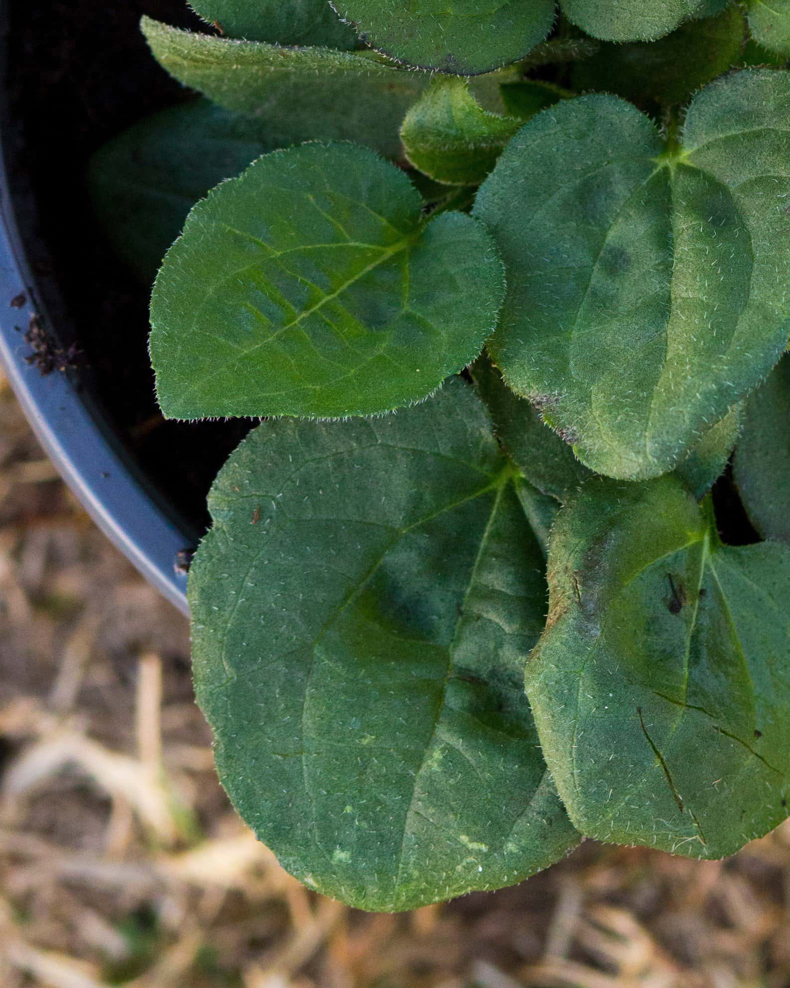 Black-eyed Susan Rudbeckia Goldsturm - Image 2