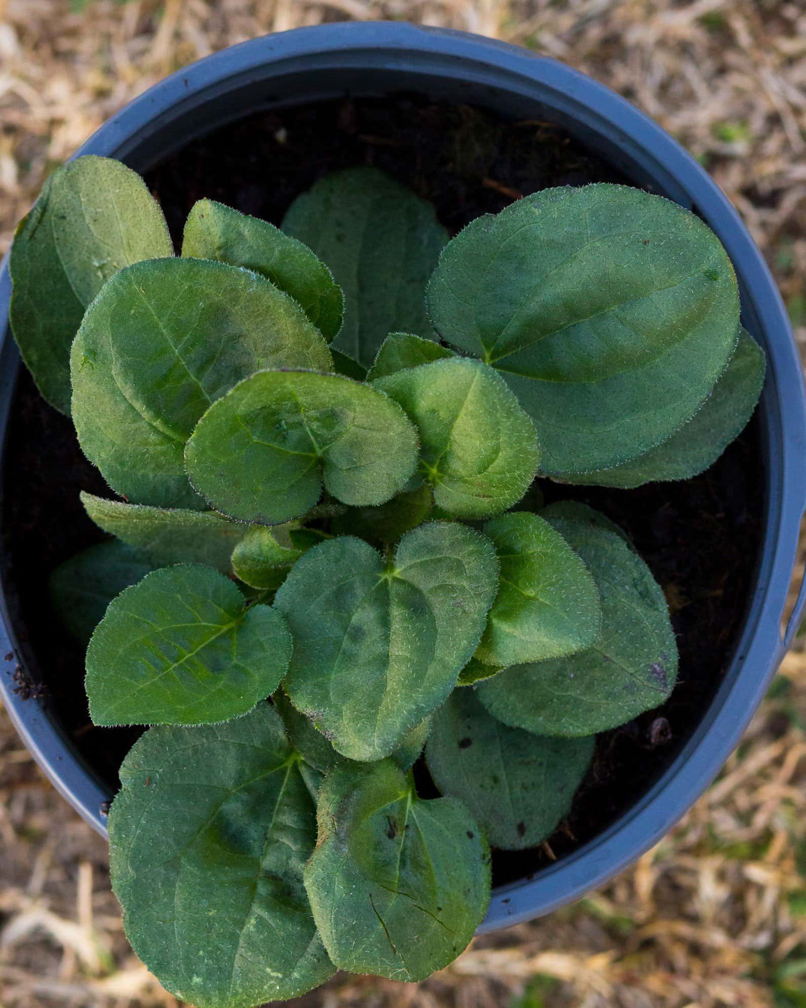 Black-eyed Susan Rudbeckia Goldsturm - Image 3