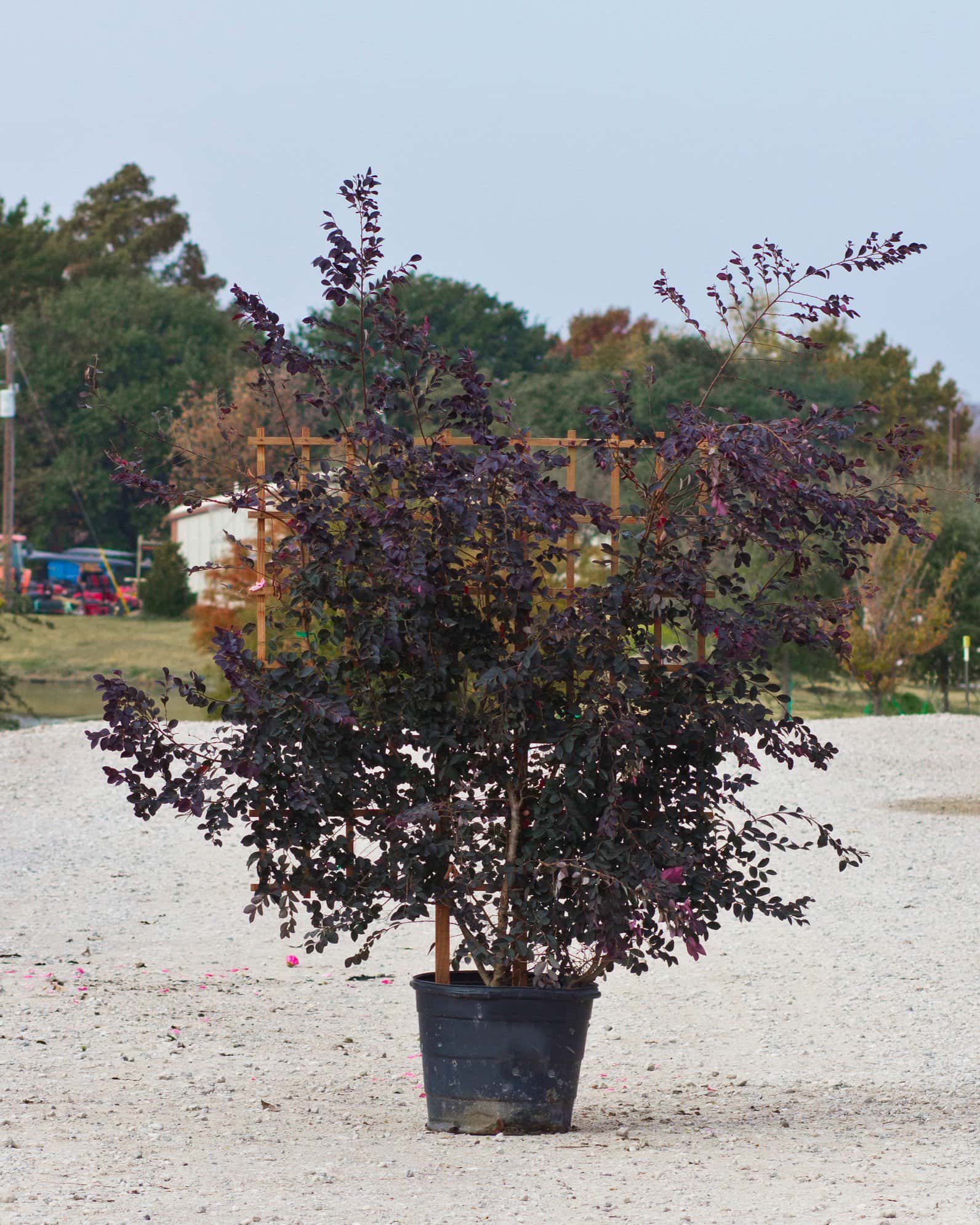 Carolina Midnight Loropetalum Espalier - Main Image