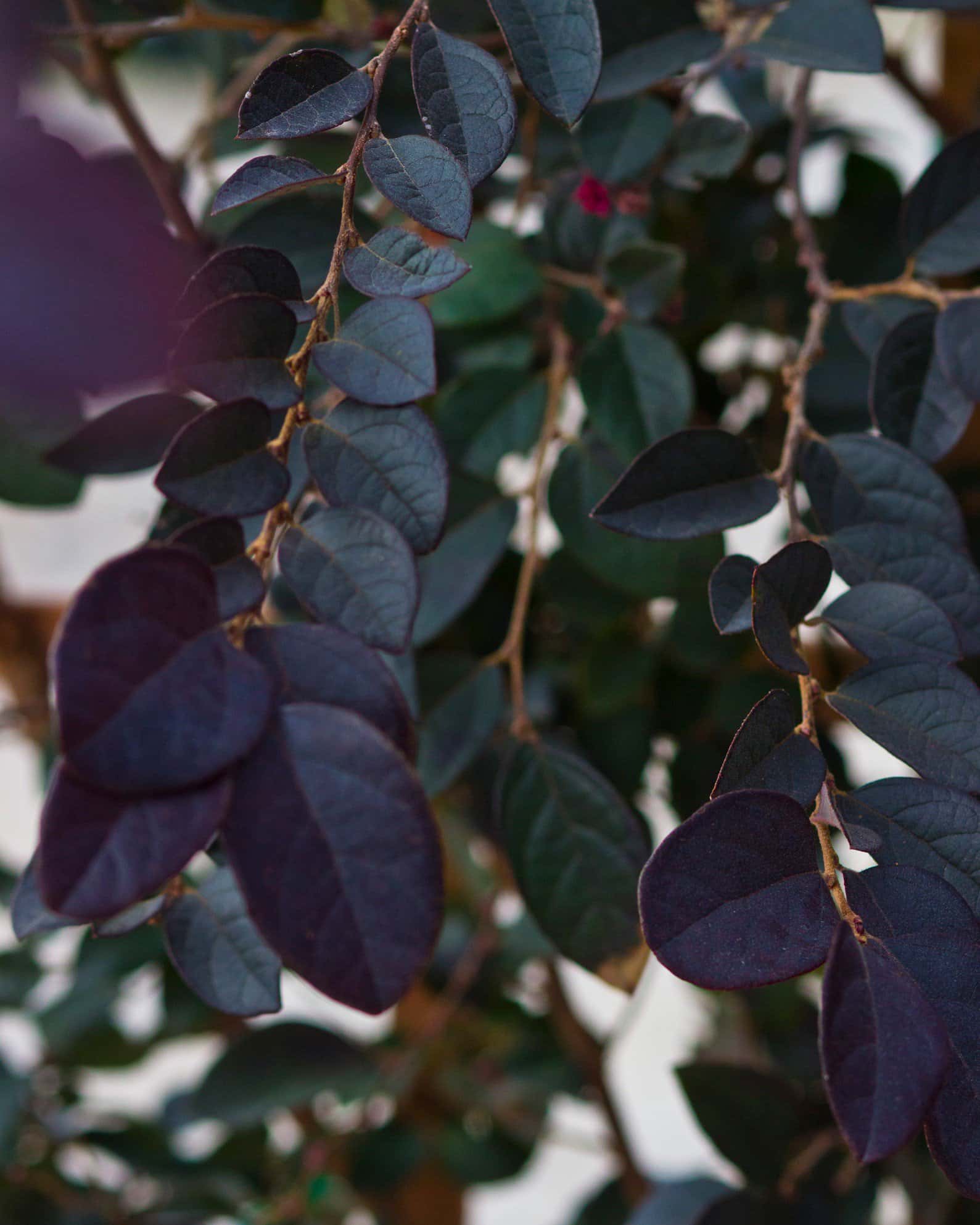 Carolina Midnight Loropetalum Espalier - Image 7