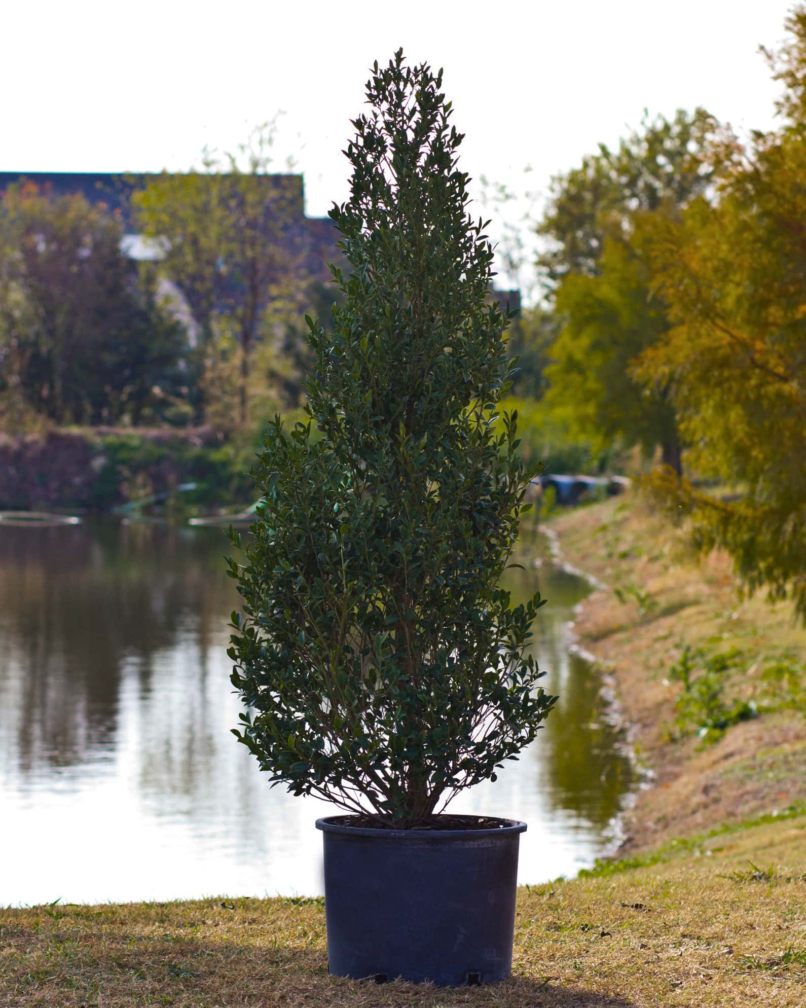 Arrow Point Holly - Main Image