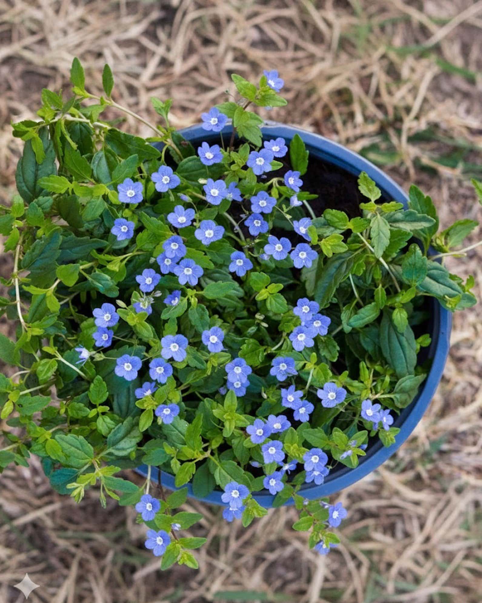 Georgia Blue Veronica - Image 1