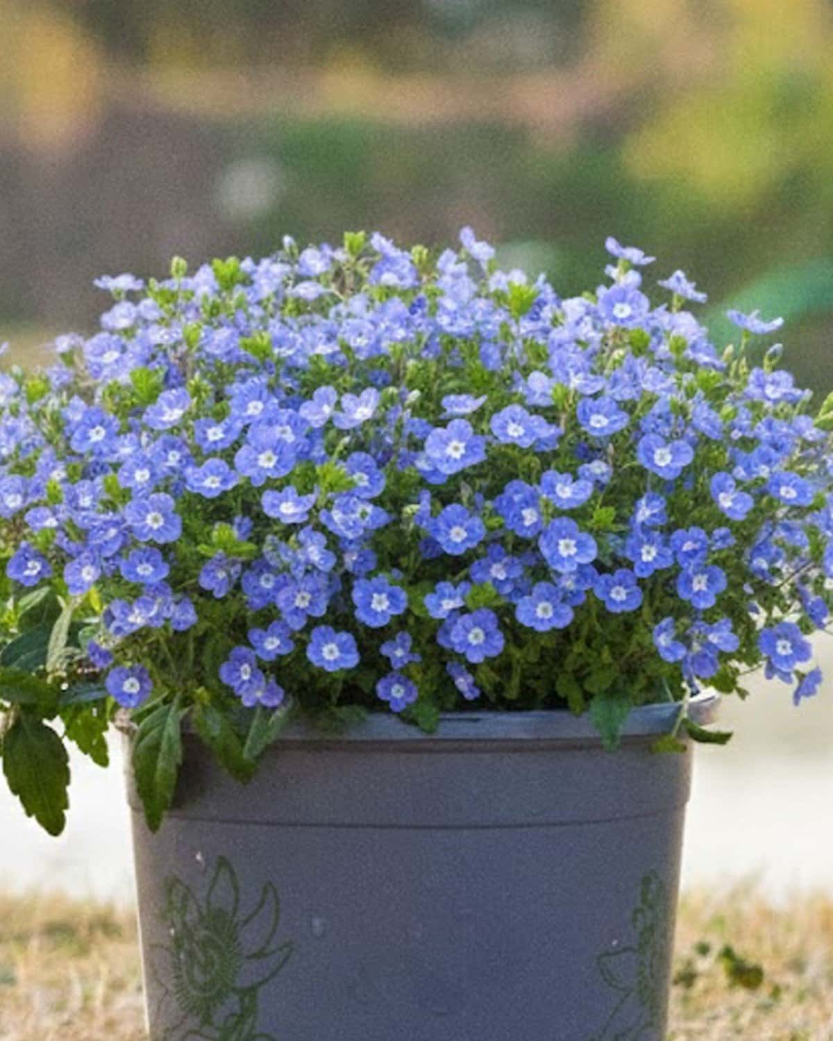 Georgia Blue Veronica - Main Image