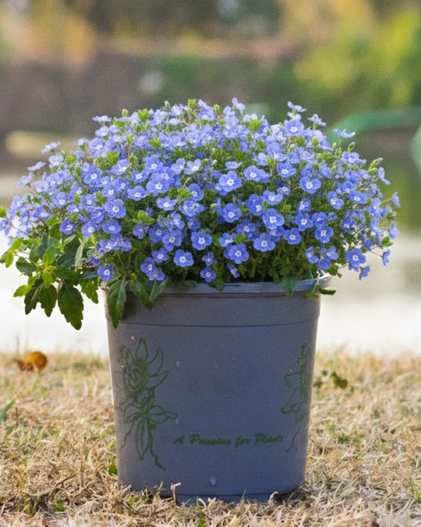 Georgia Blue Veronica - Image 2