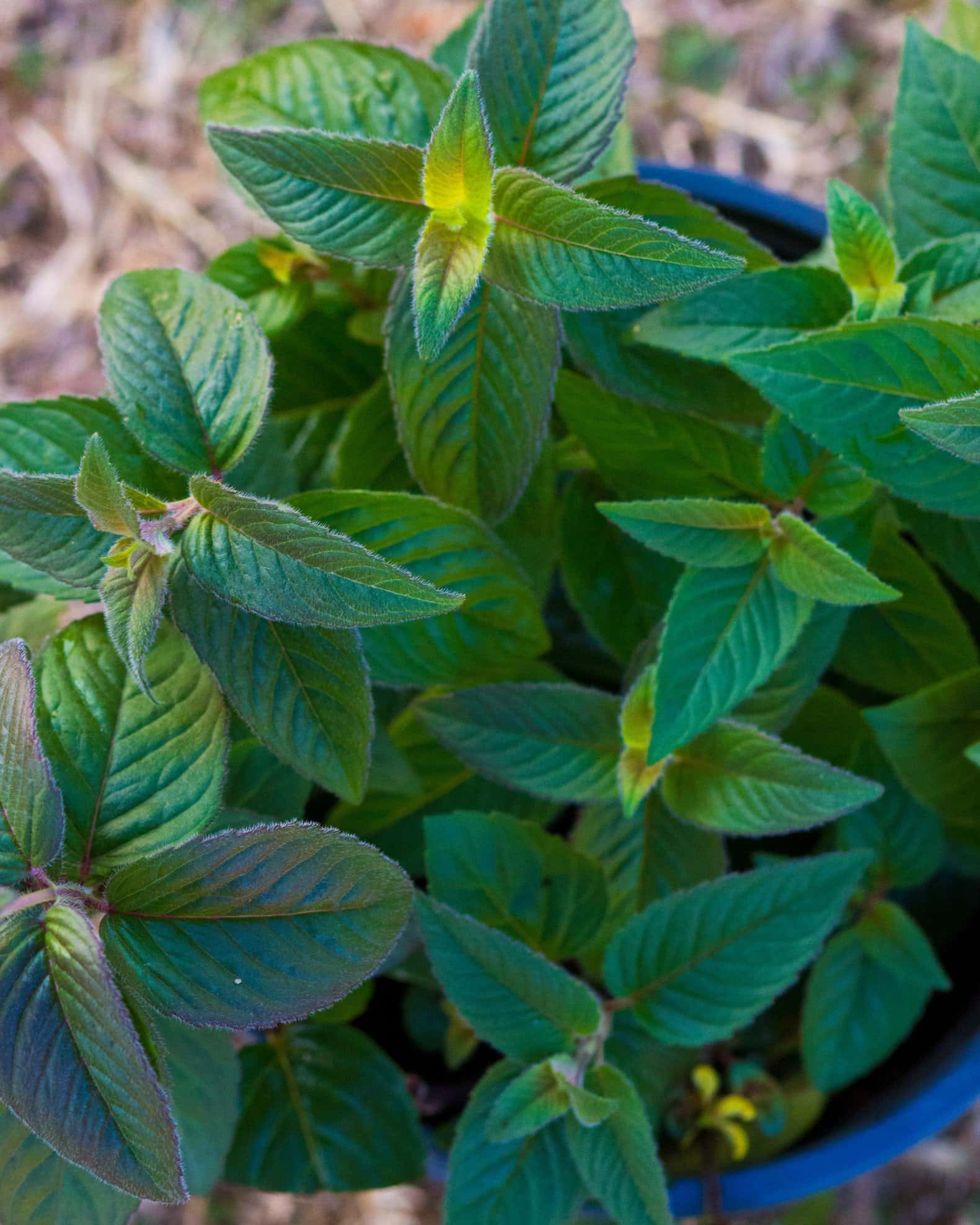 Midnight Oil Monarda - Image 1