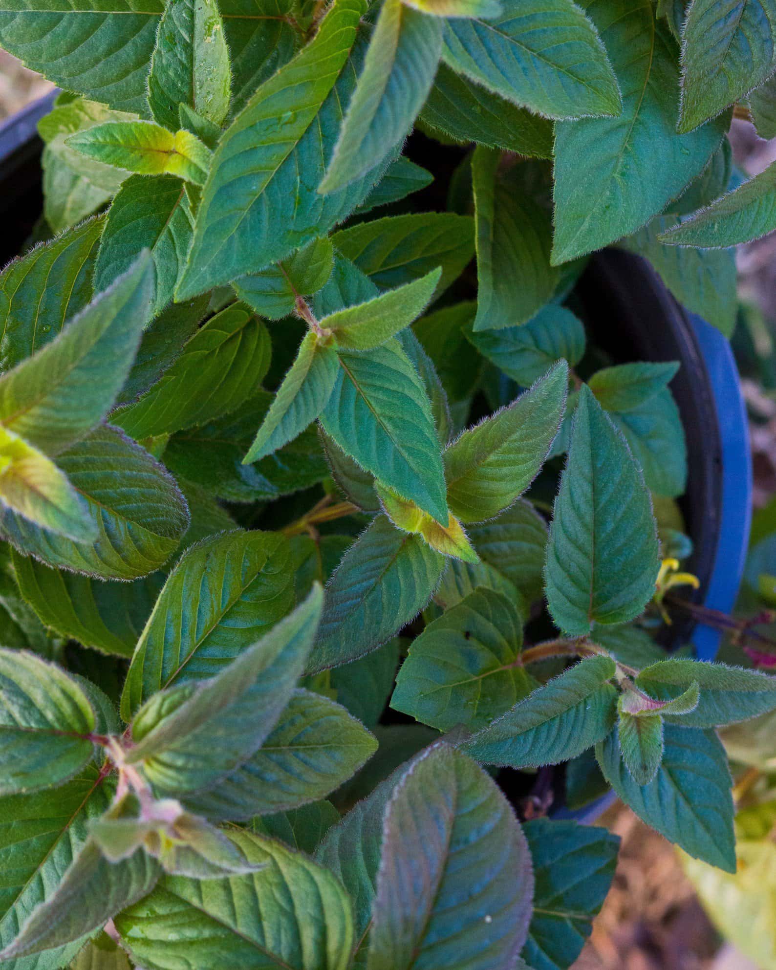 Midnight Oil Monarda - Image 2