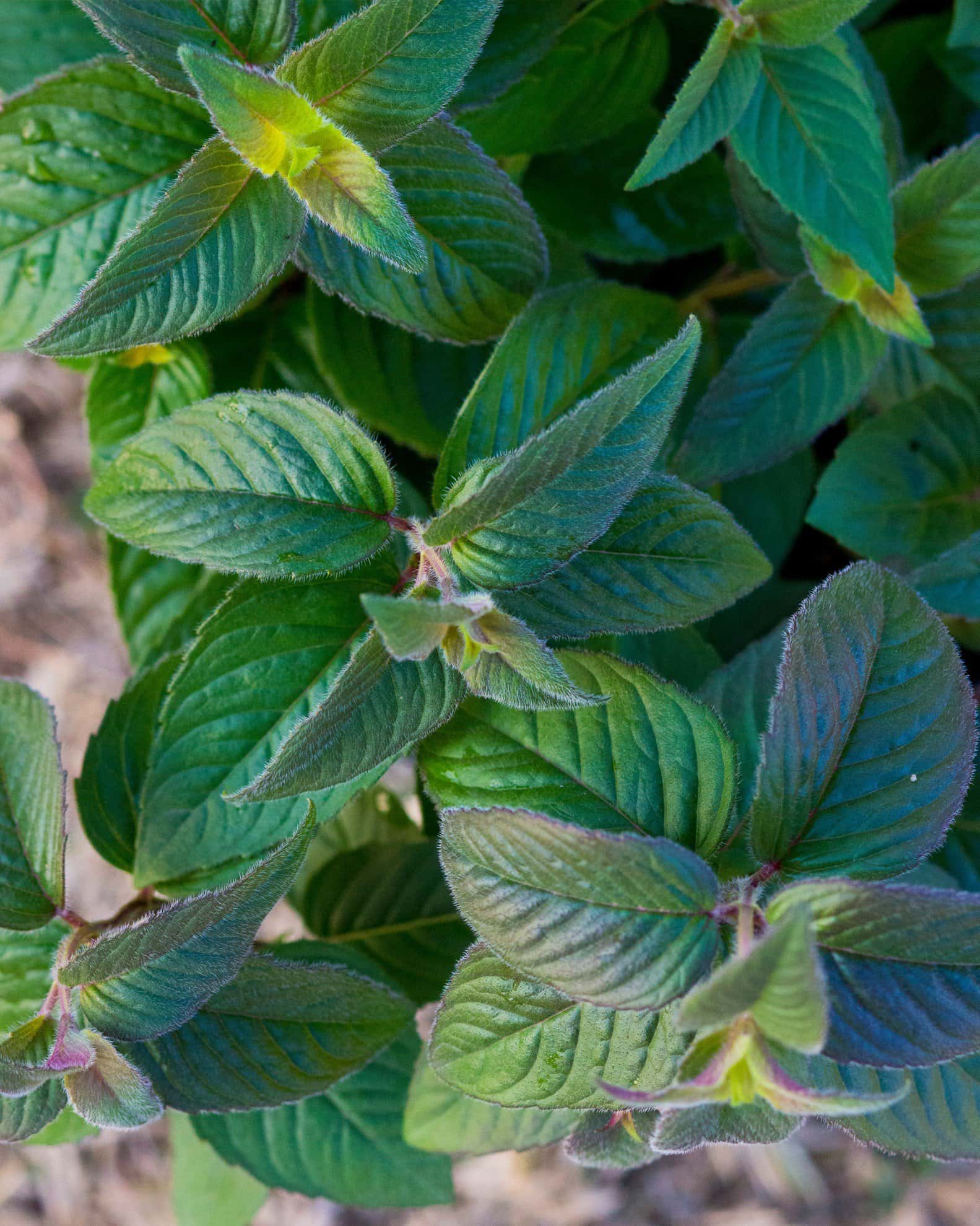 Midnight Oil Monarda - Image 3