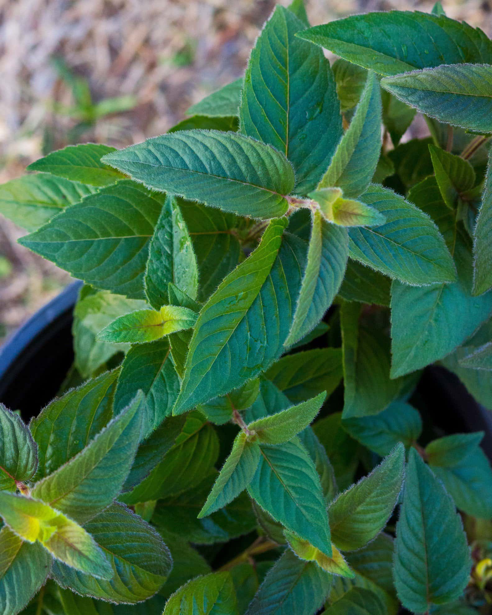 Midnight Oil Monarda - Image 4