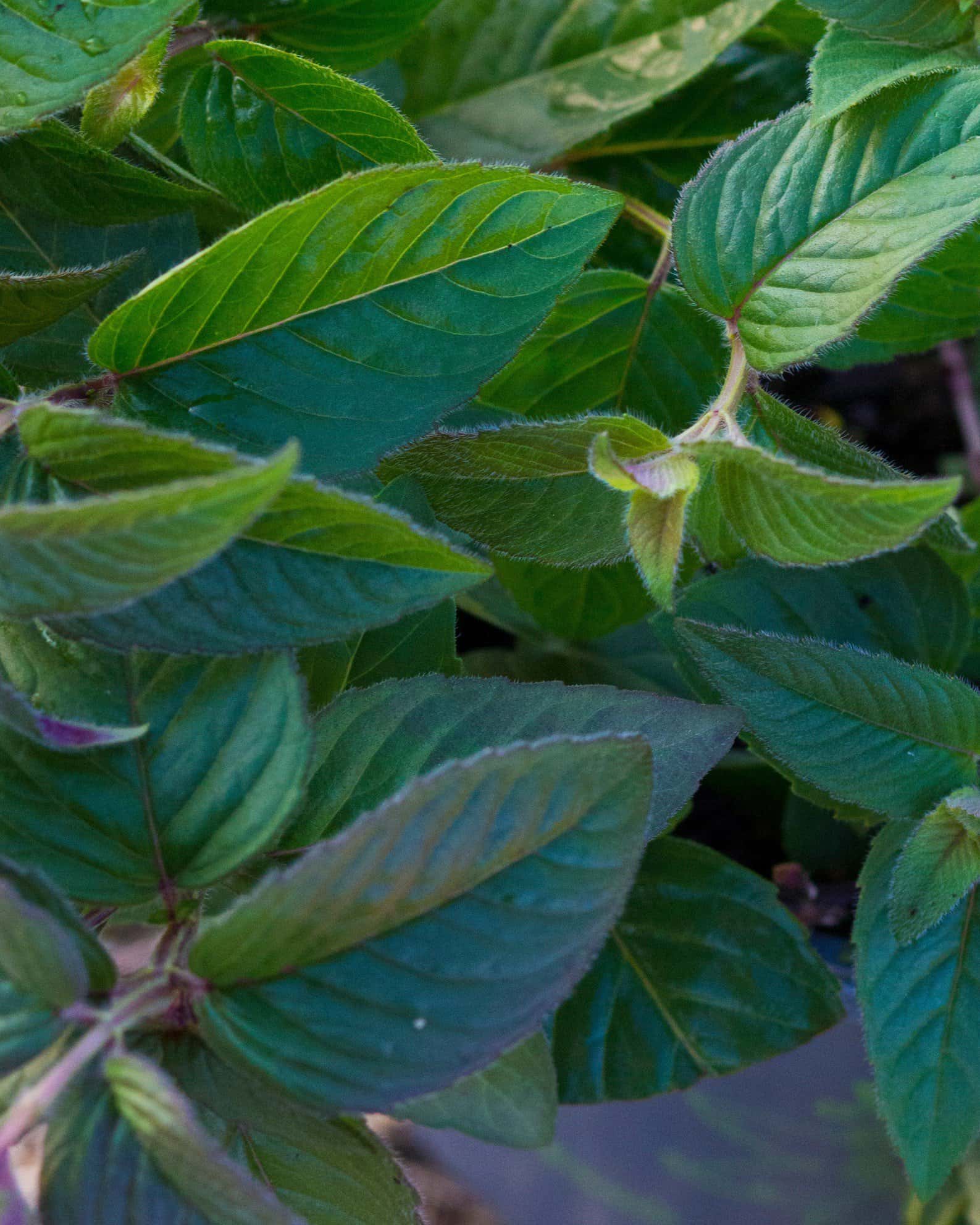 Midnight Oil Monarda - Image 5