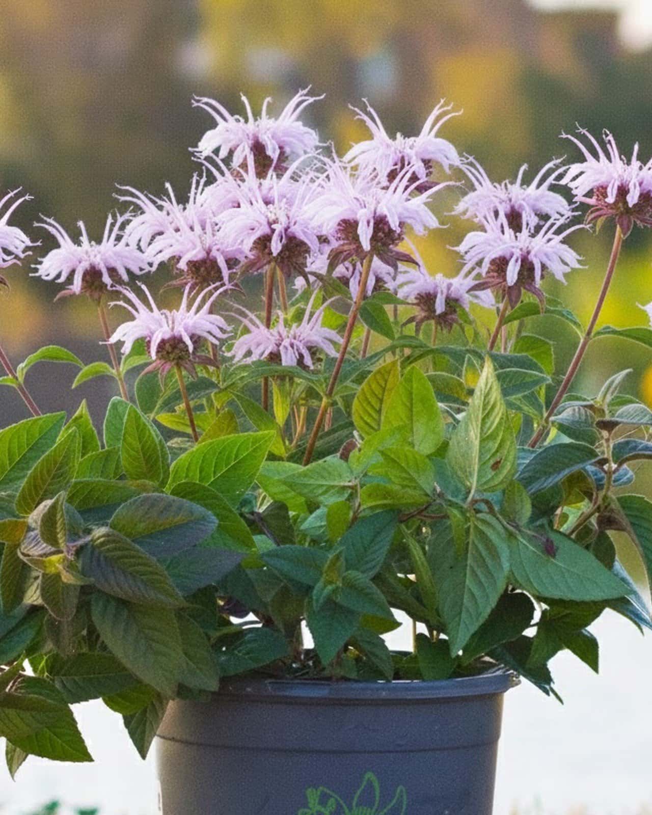 Midnight Oil Monarda - Main Image