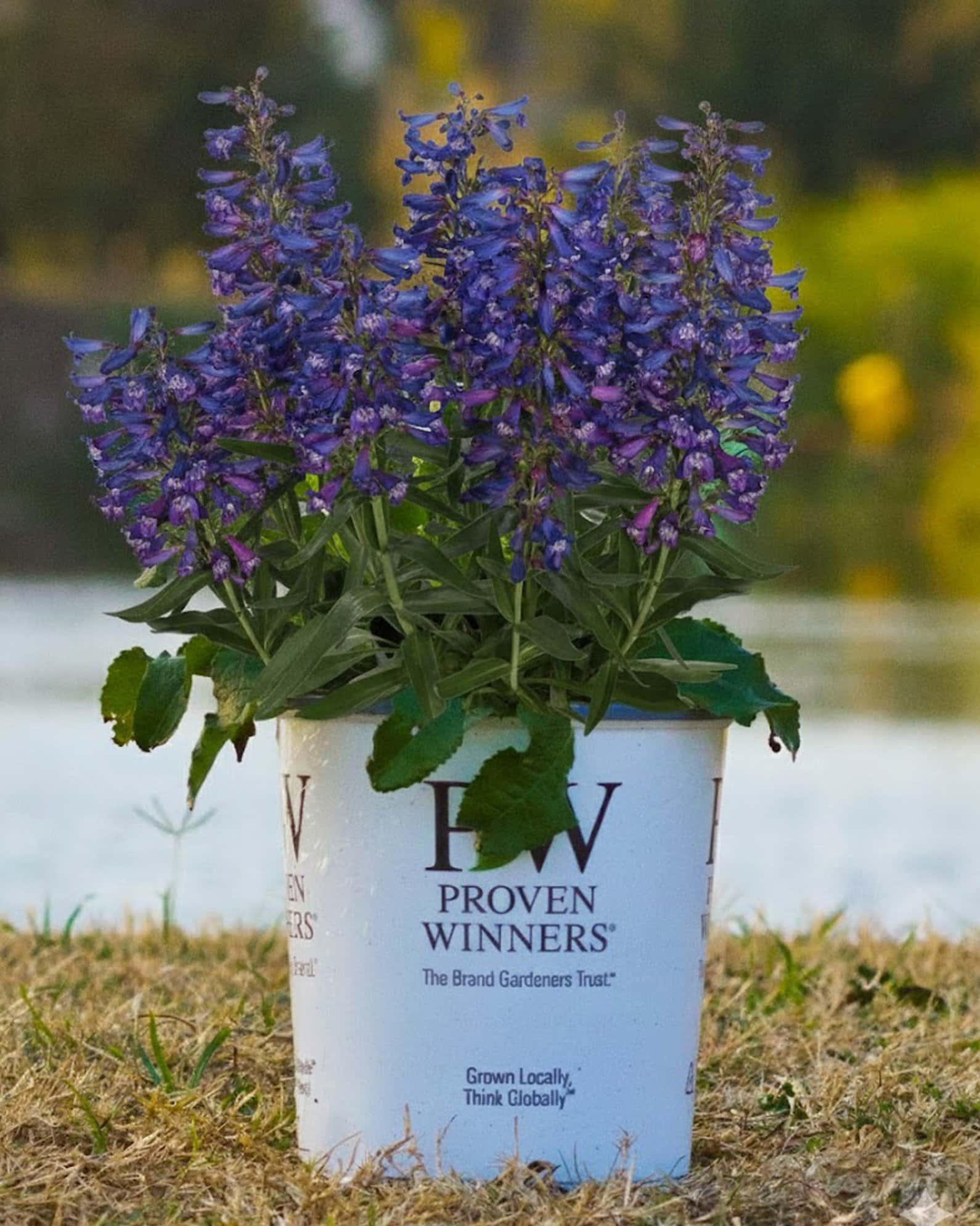 Pristine Blue Penstemon - Main Image