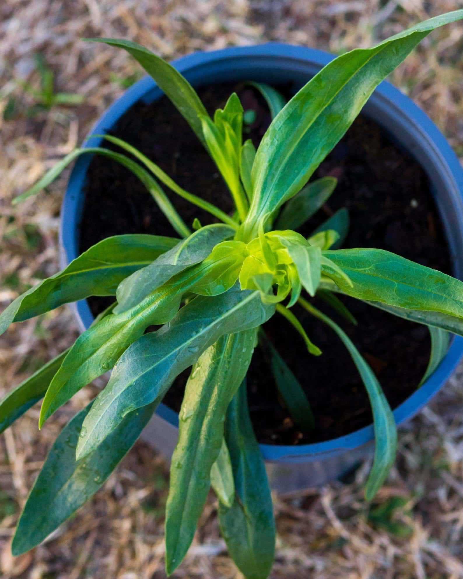 Pristine Blue Penstemon - Image 1
