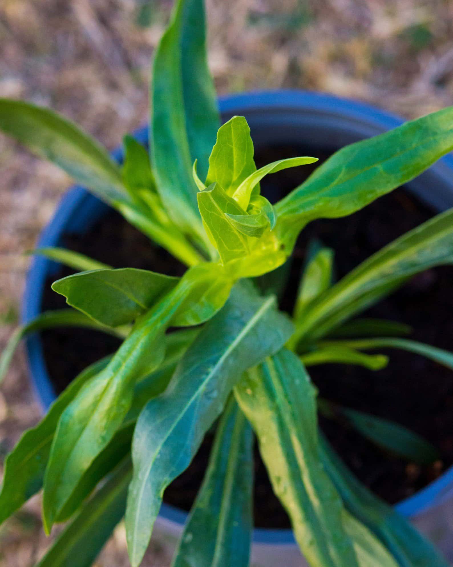 Pristine Blue Penstemon - Image 2