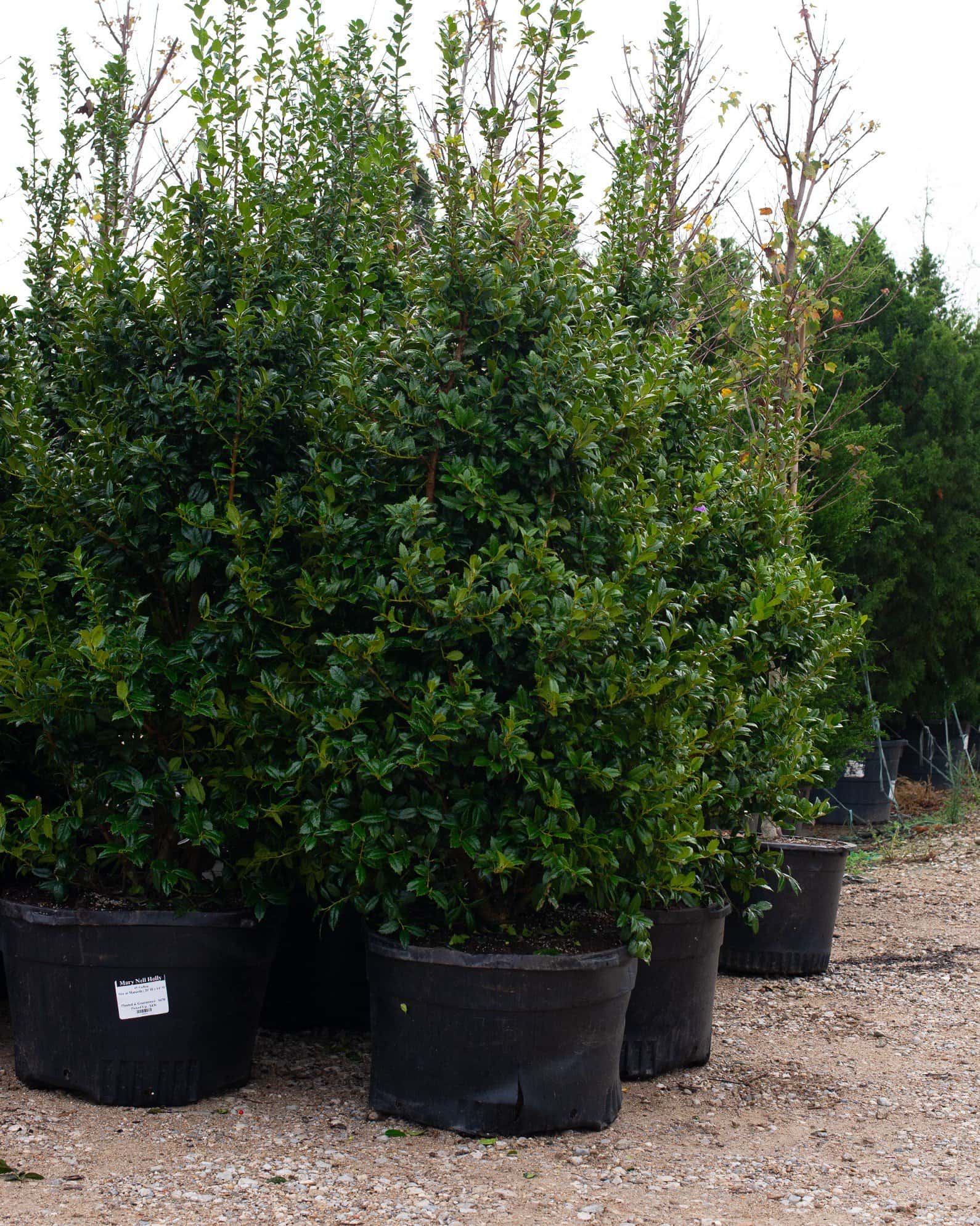 Mary Nell Holly - Image 1