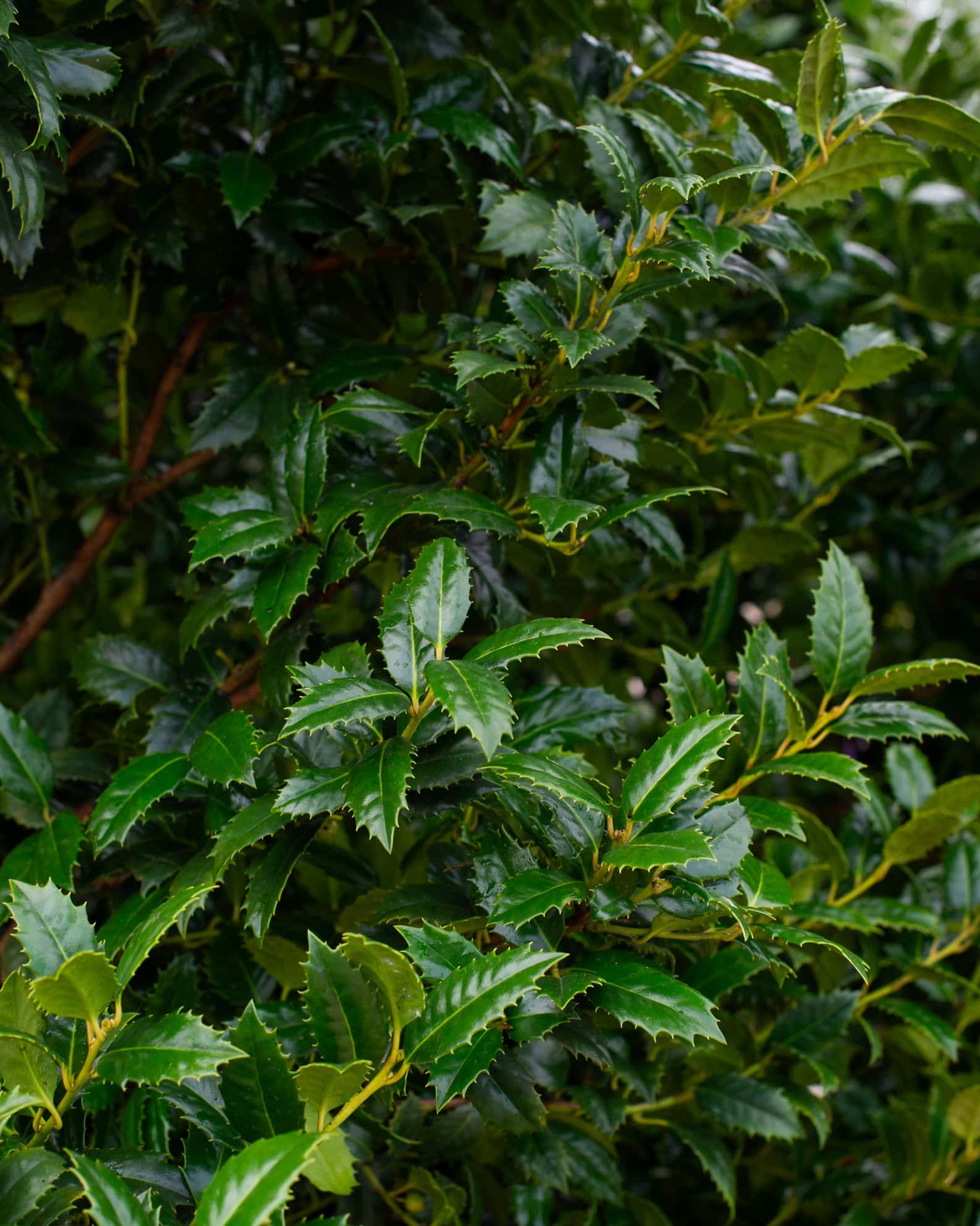 Mary Nell Holly - Image 2