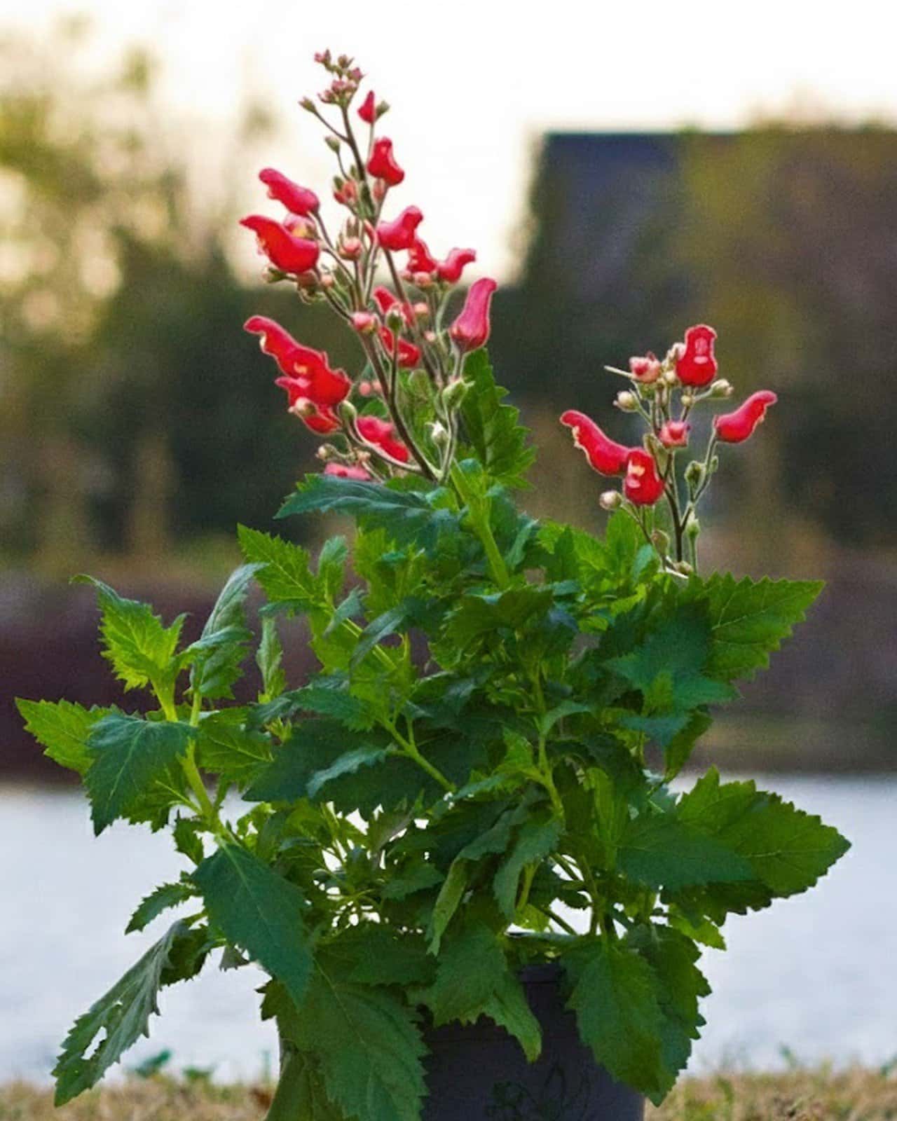 Red Birds in a Tree - Main Image