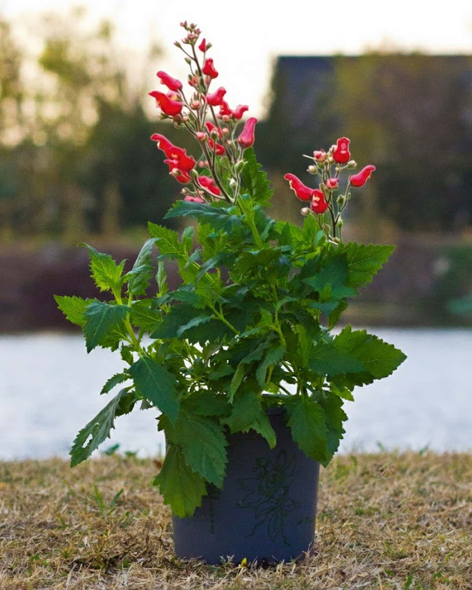 Red Birds in a Tree - Image 1
