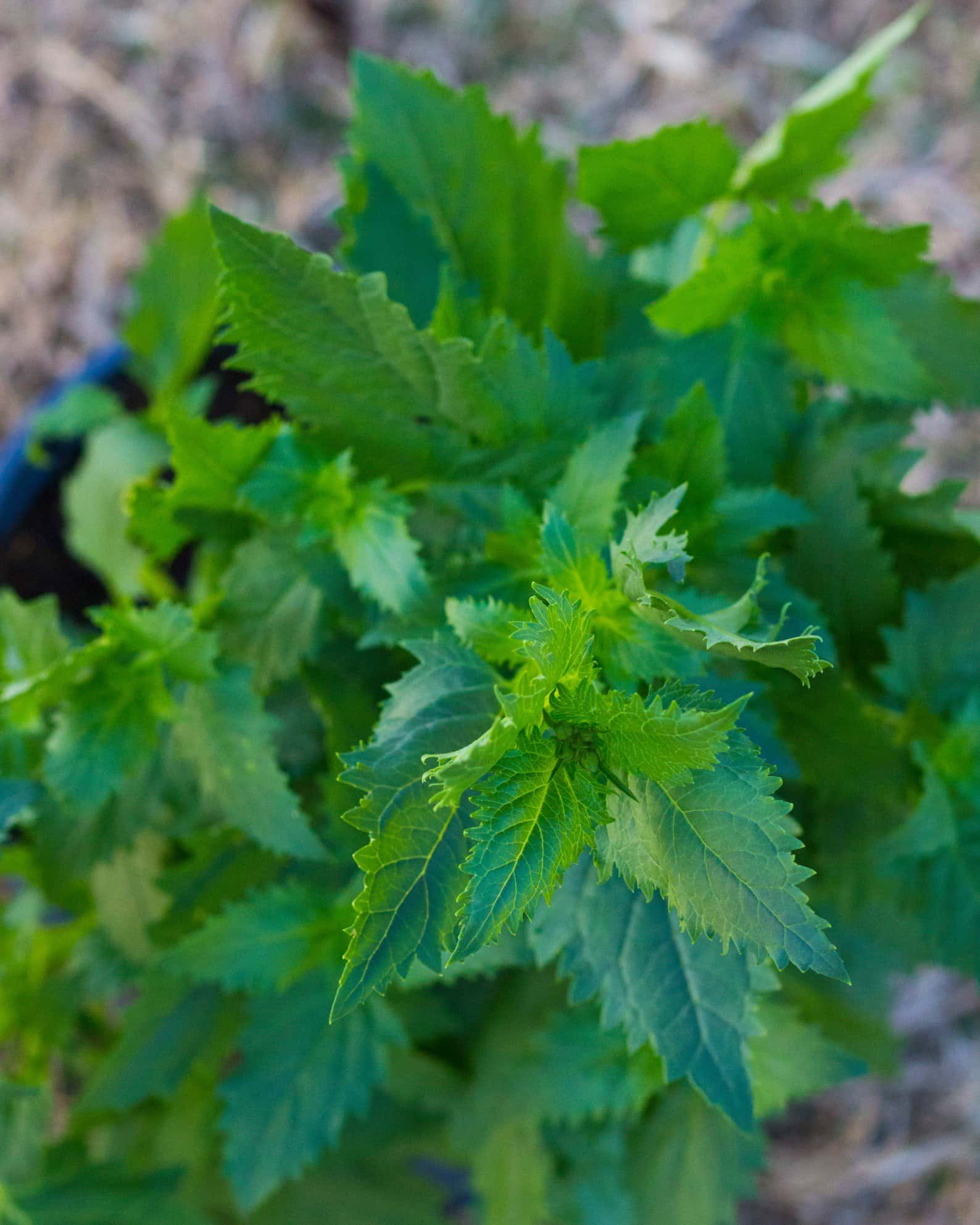 Red Birds in a Tree - Image 2