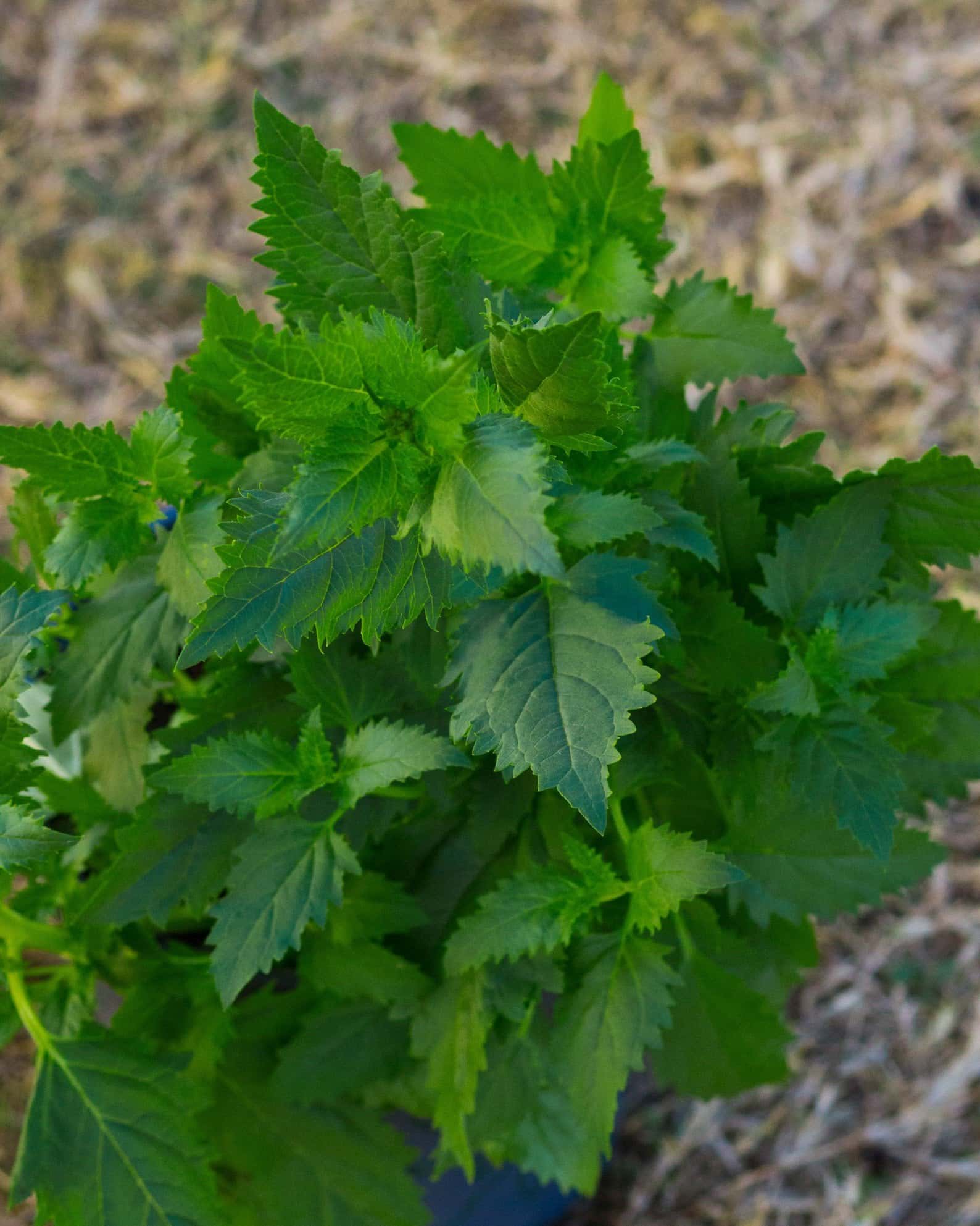 Red Birds in a Tree - Image 3