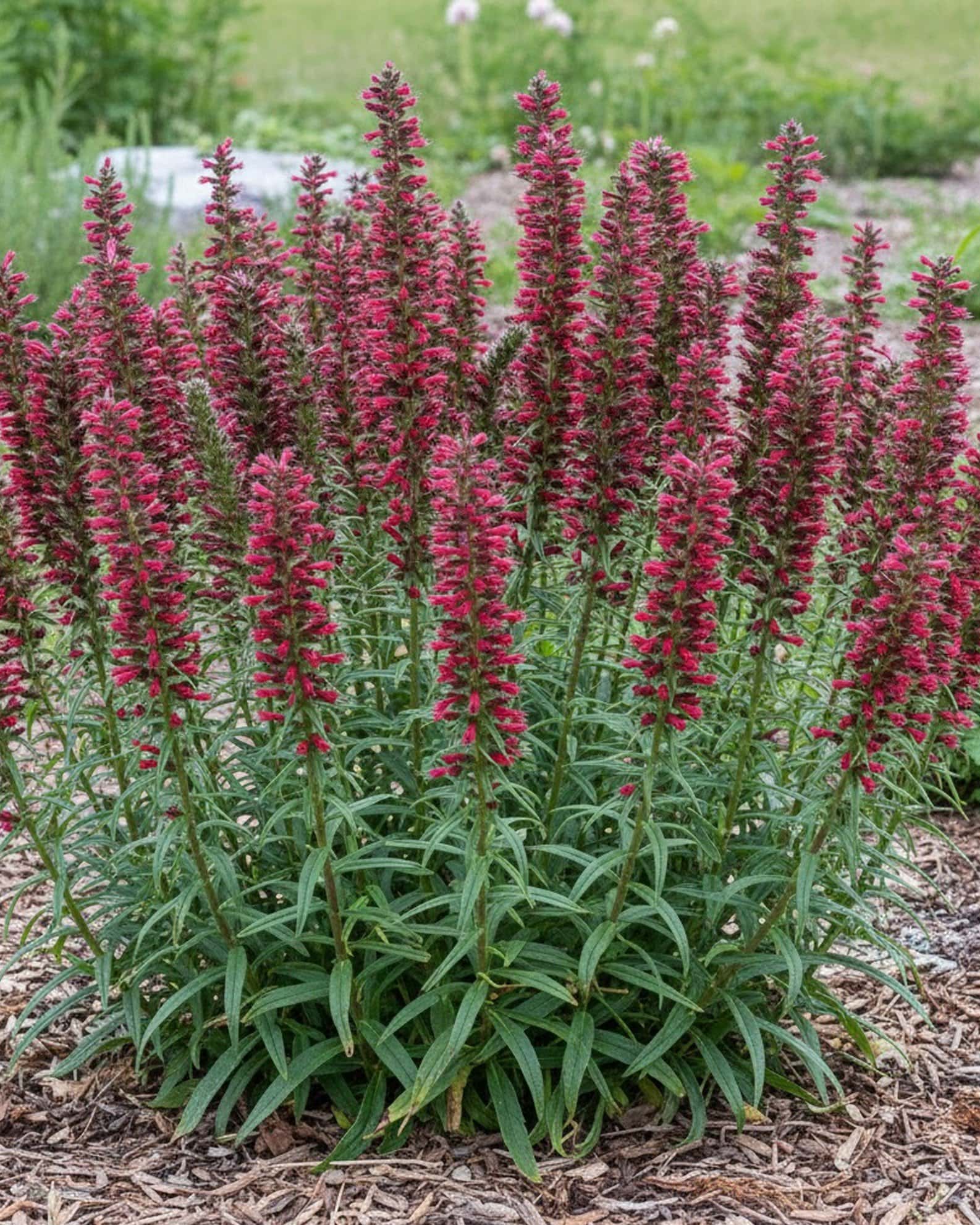 Red Feathers - Main Image