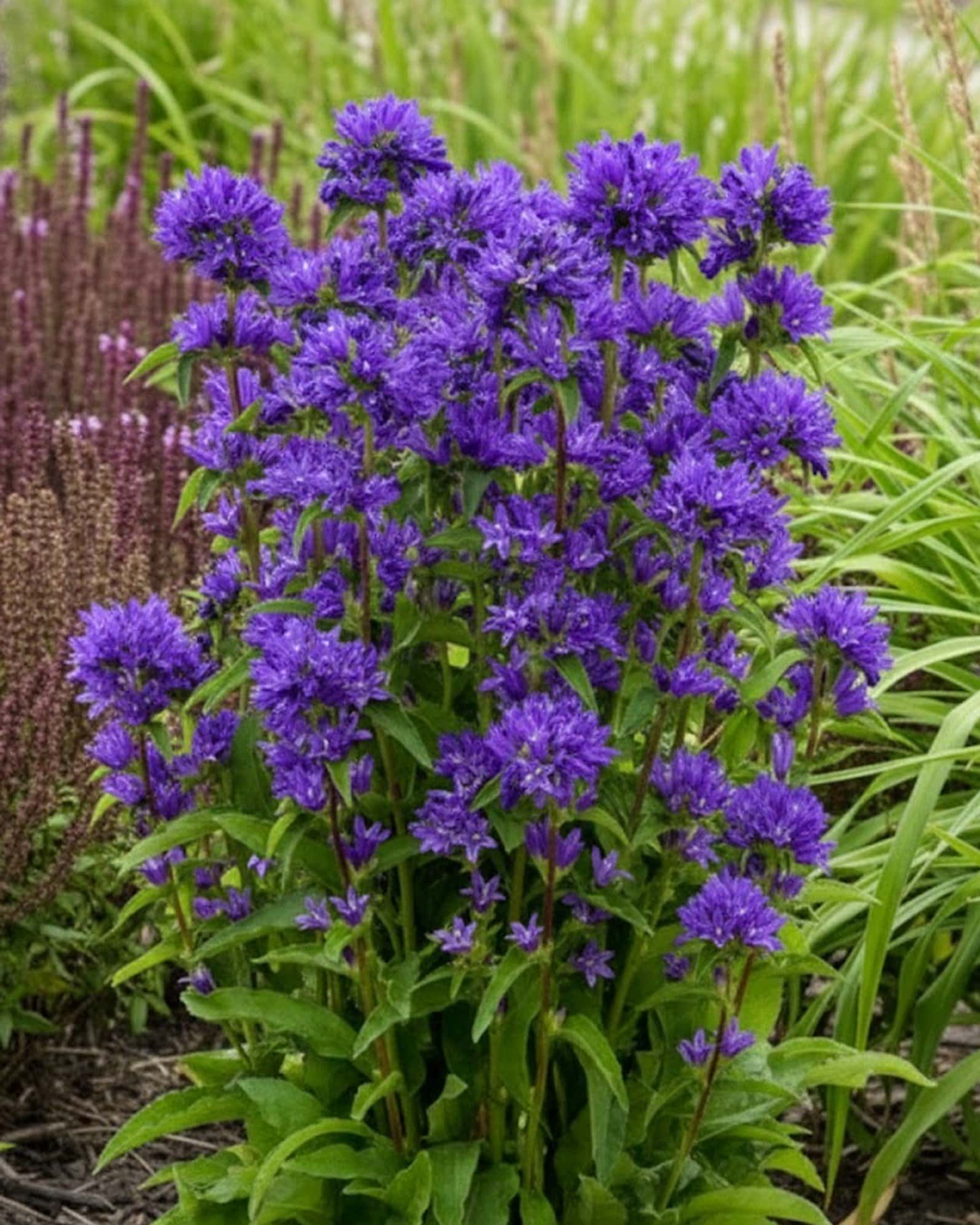 Bells and Whistles Bellflower - Main Image