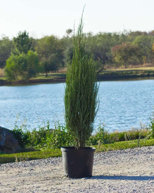 Elegant Skyrocket Juniper Tree Photos