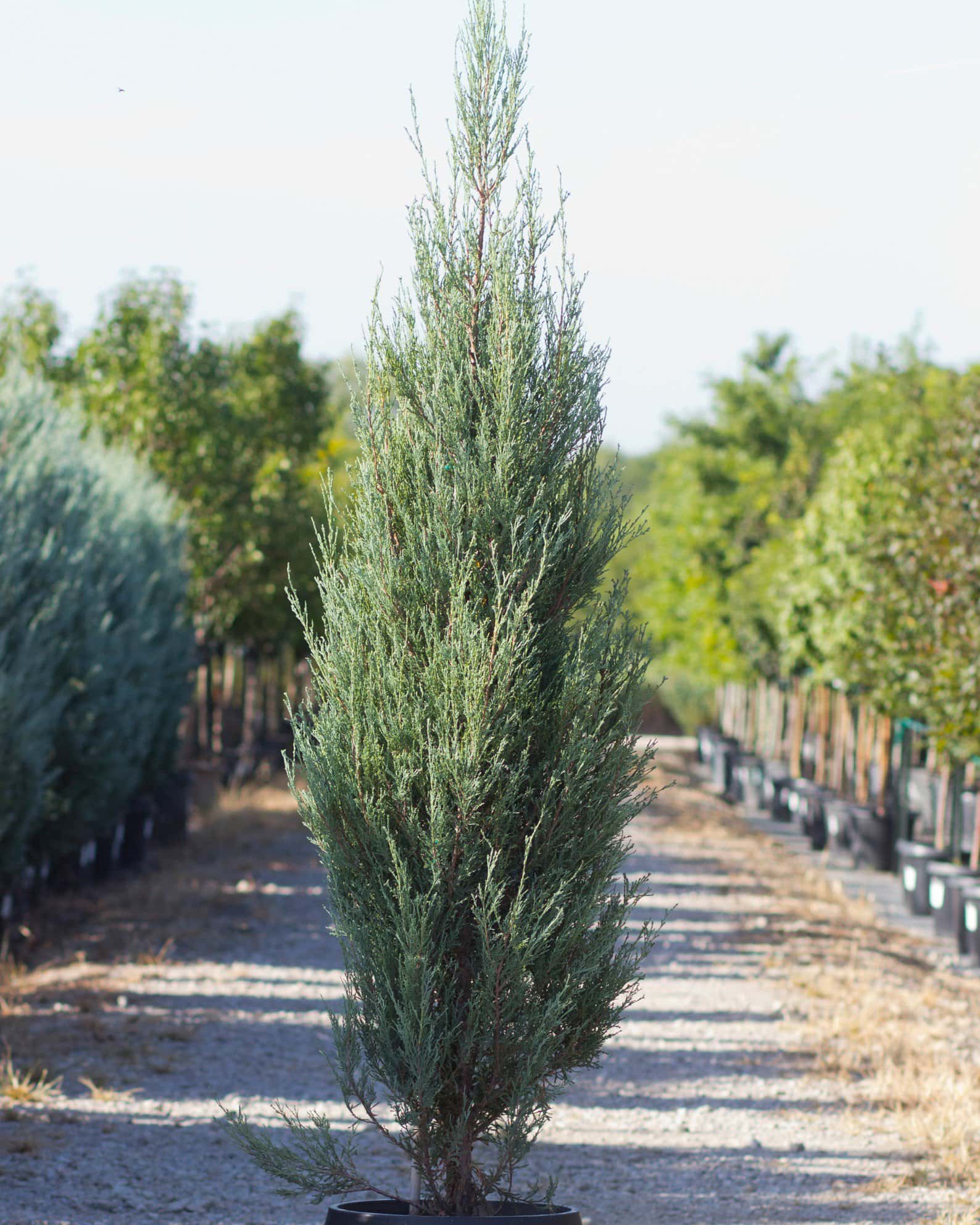 Blue Arrow Juniper - Main Image