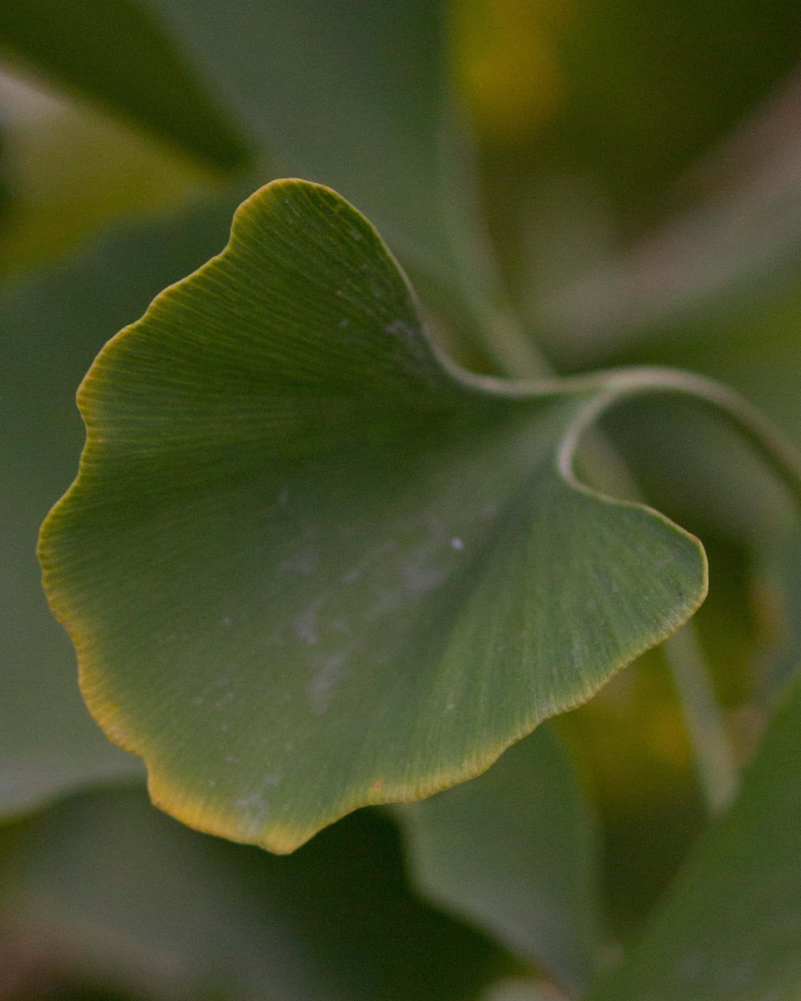 Autumn Gold Ginkgo - Image 7