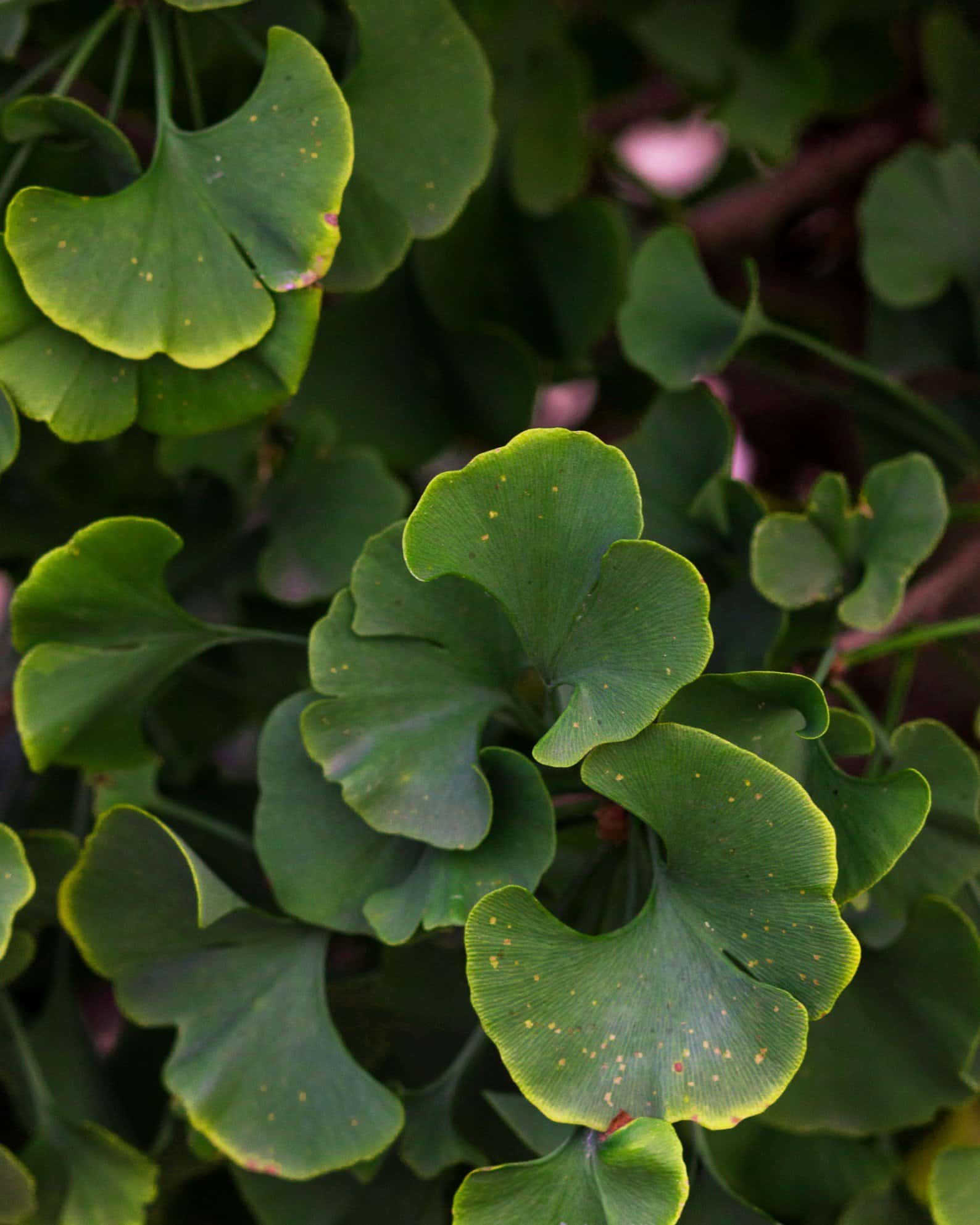 Gnome Ginkgo - Image 5