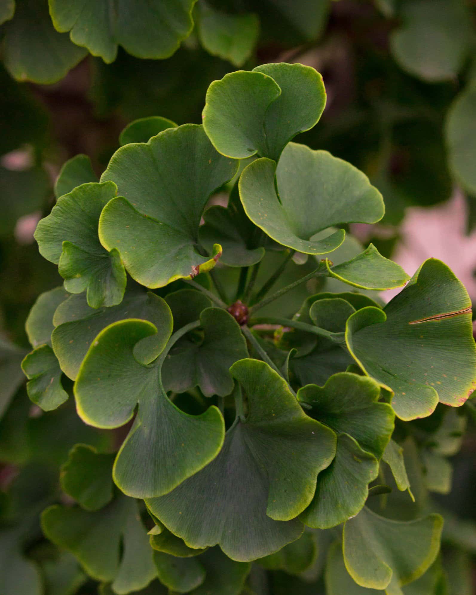 Gnome Ginkgo - Image 6