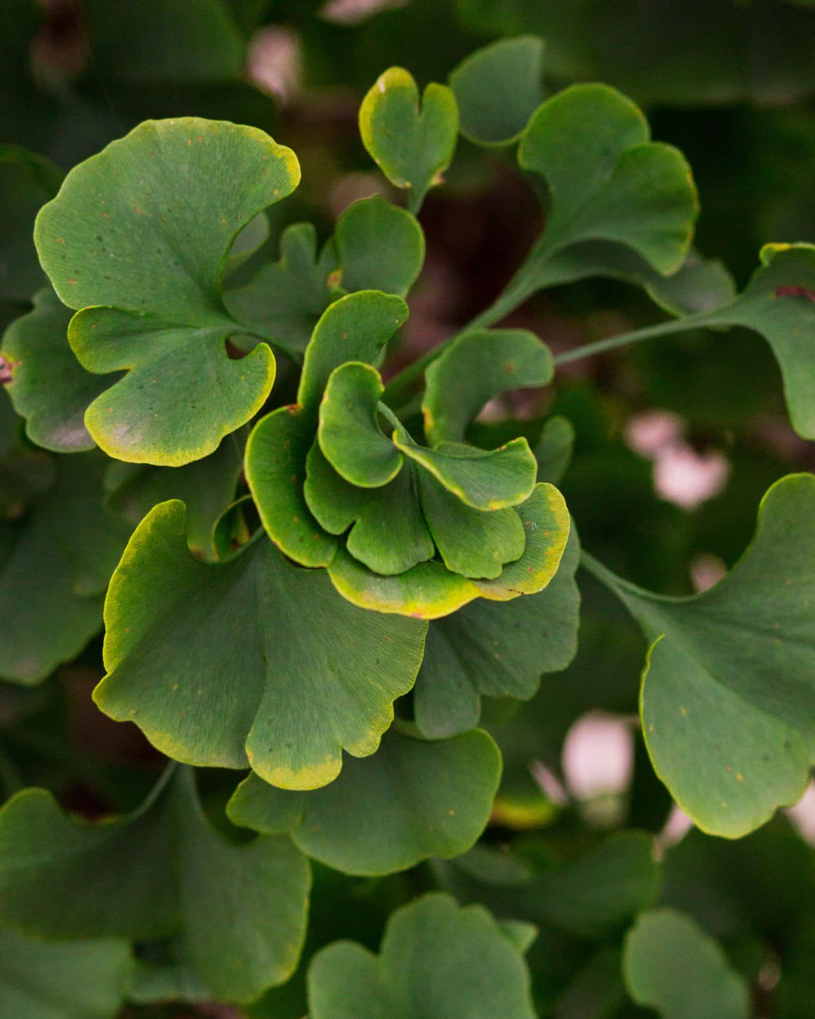 Gnome Ginkgo - Image 7