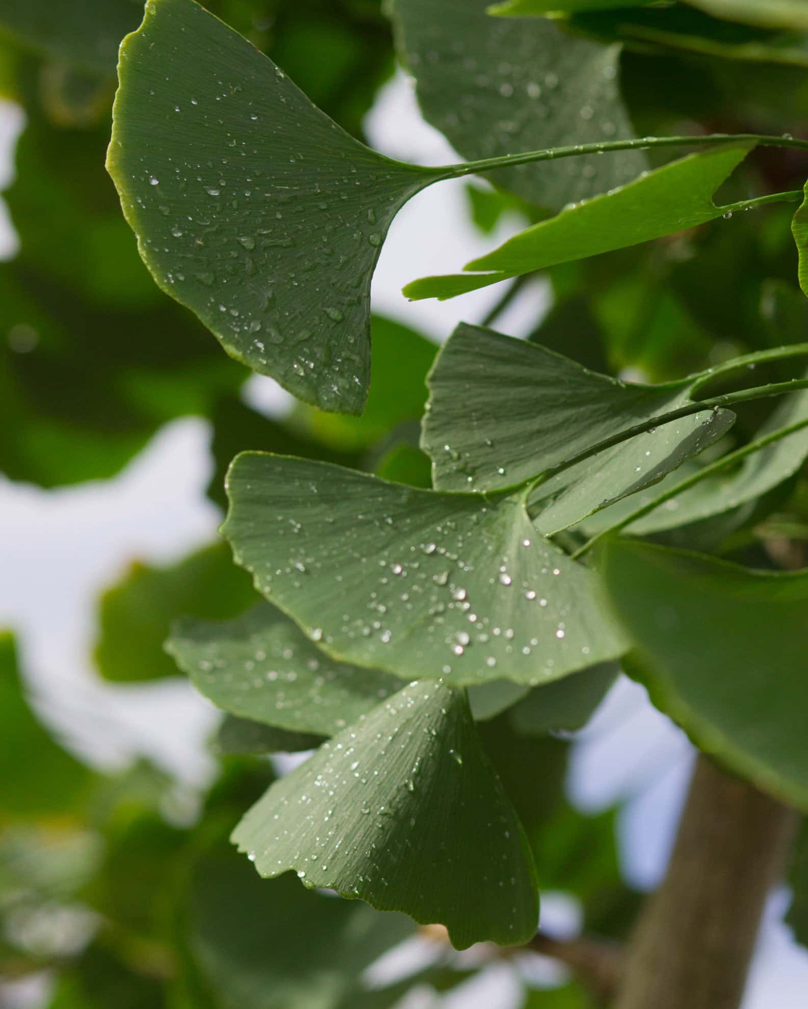 Golden Colonnade Ginkgo - Image 7