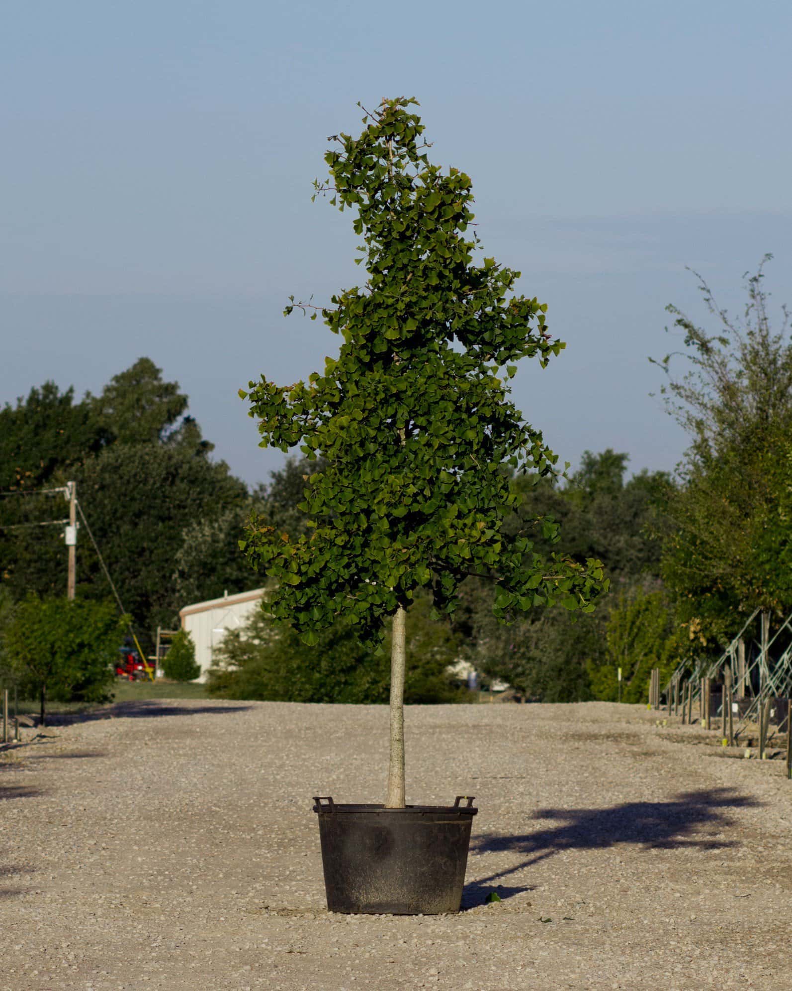 Golden Globe Ginkgo - Image 6