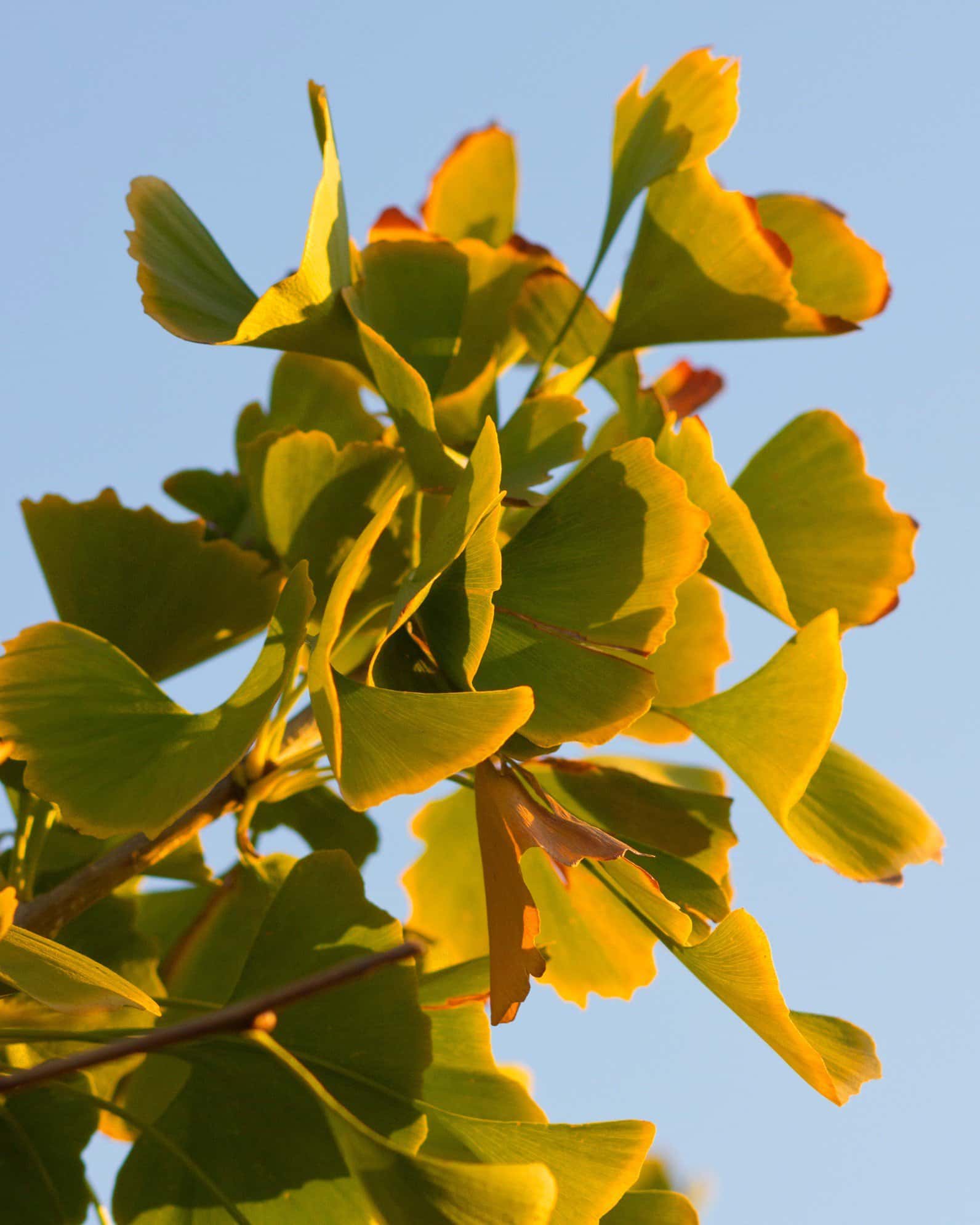 Golden Globe Ginkgo - Image 7