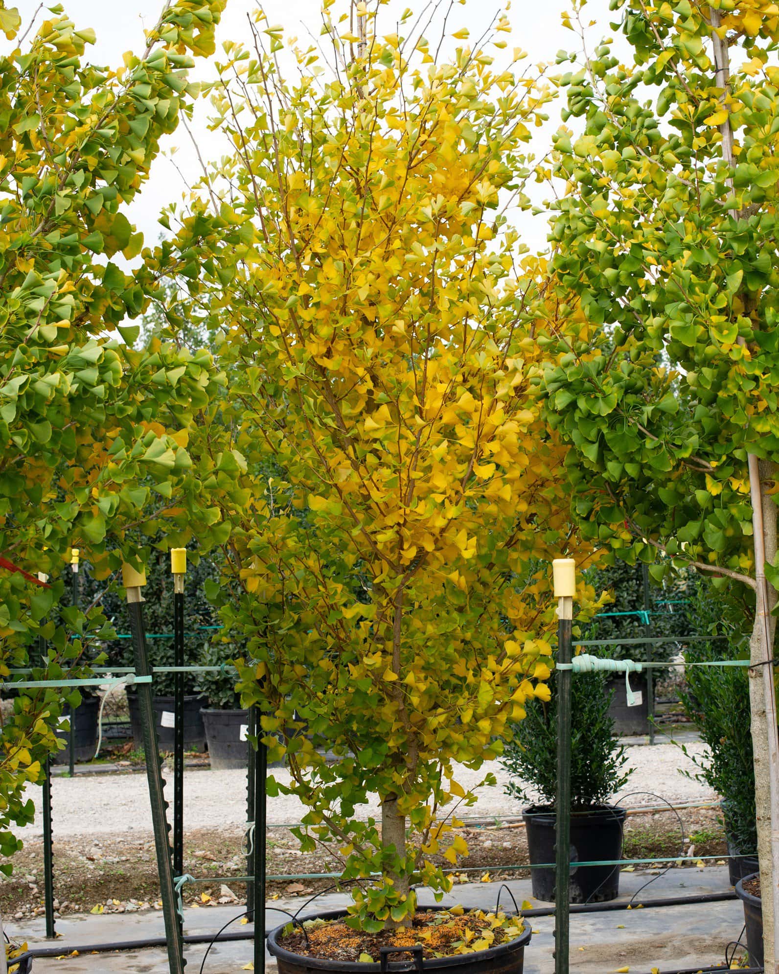 Grindstone Ginkgo - Image 7