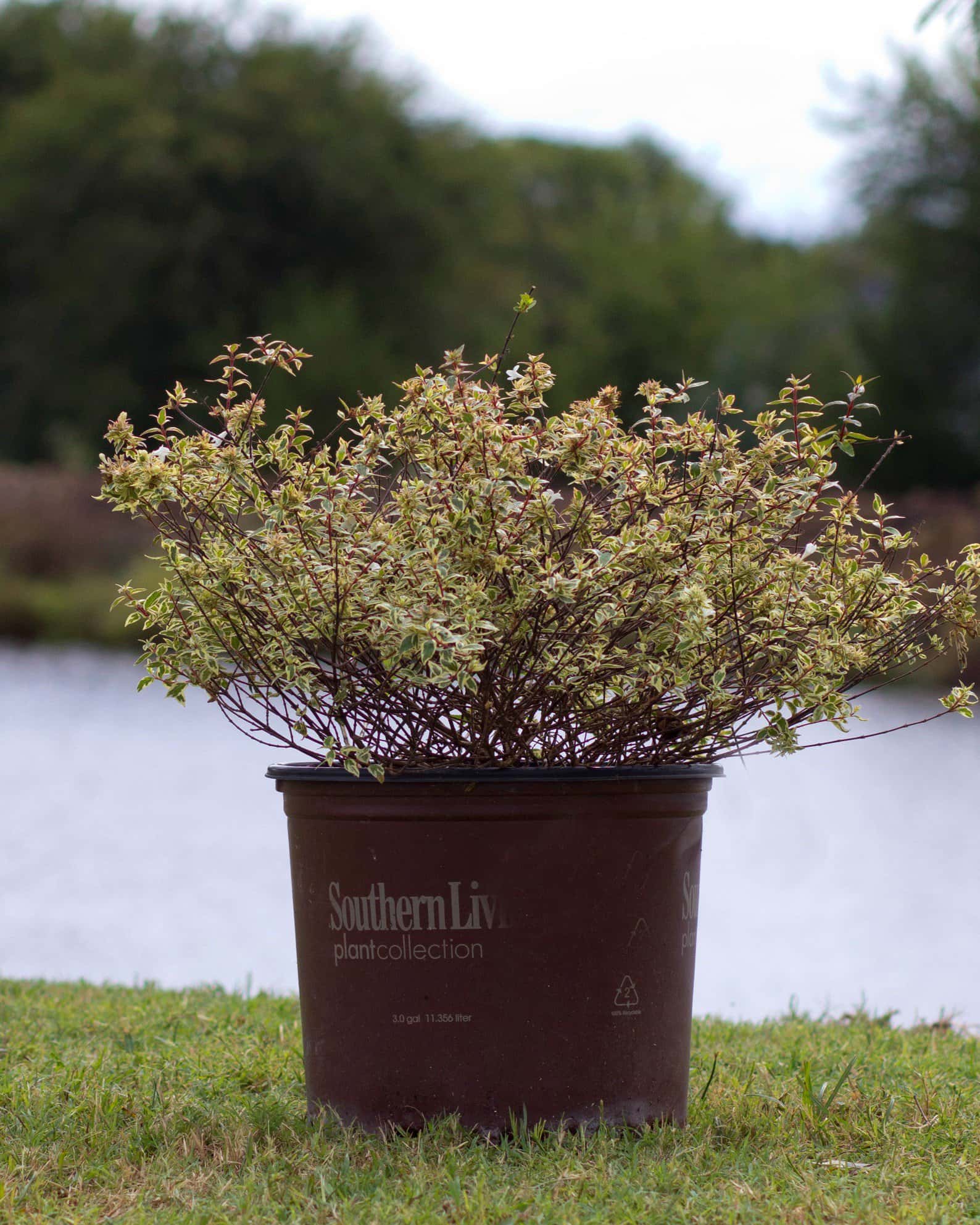 Suntastic Pink Abelia - Image 1