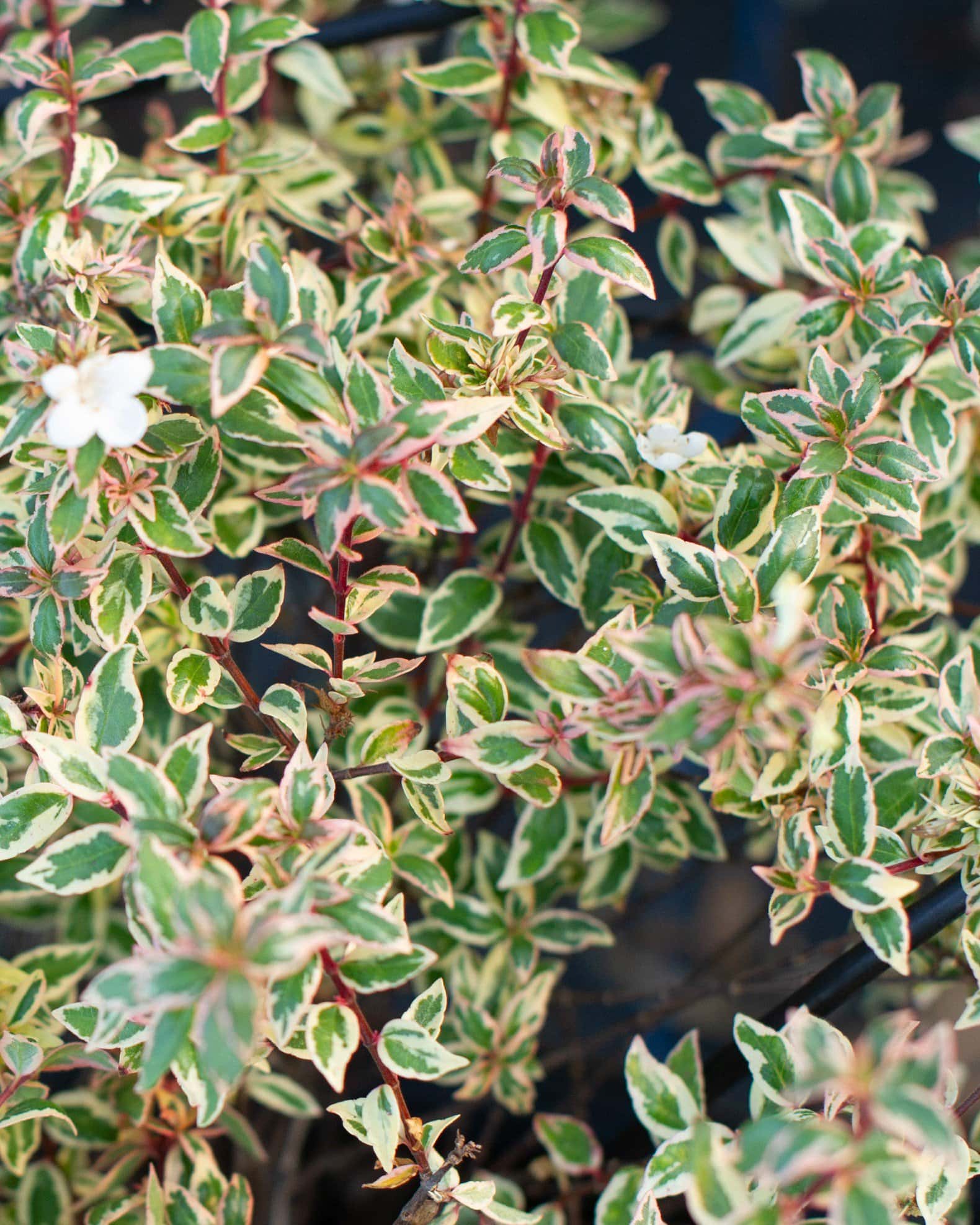 Suntastic Pink Abelia - Image 3