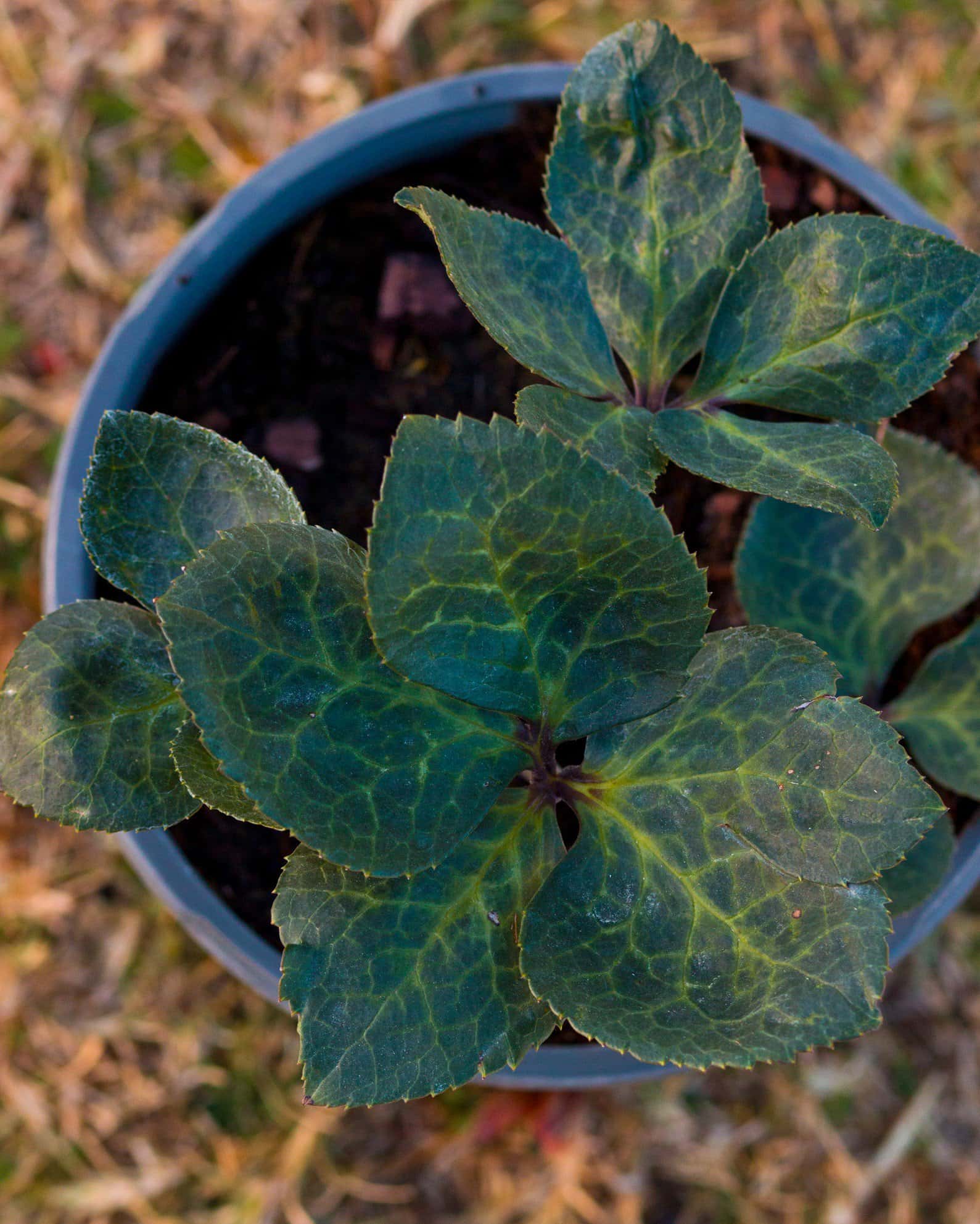 Frostkiss Penny's Pink Helleborus - Image 4