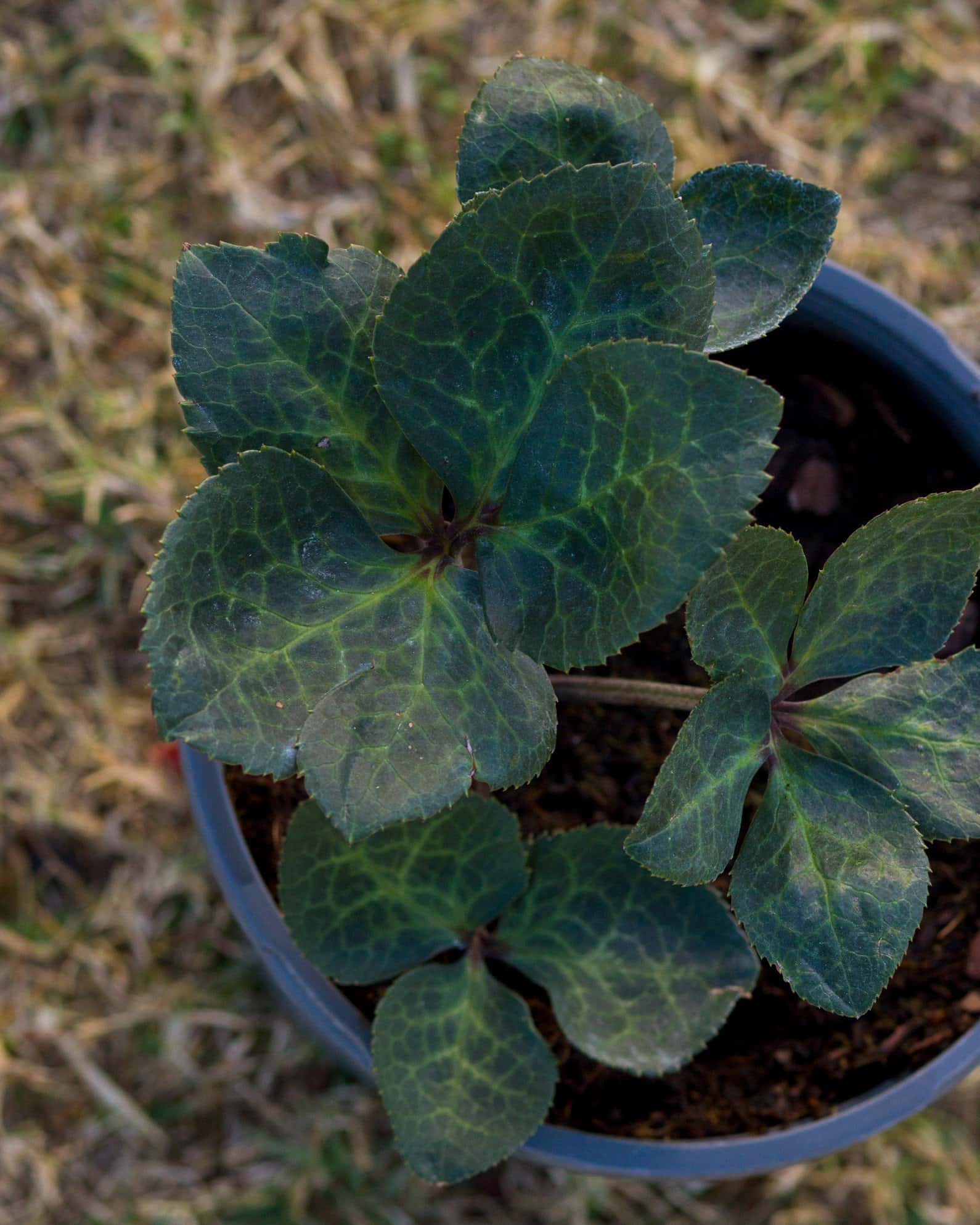 Frostkiss Penny's Pink Helleborus - Image 5