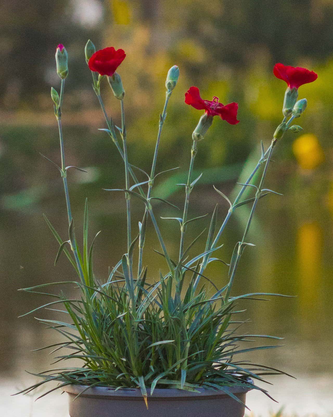 American Pie Cherry Pie Dianthus - Main Image