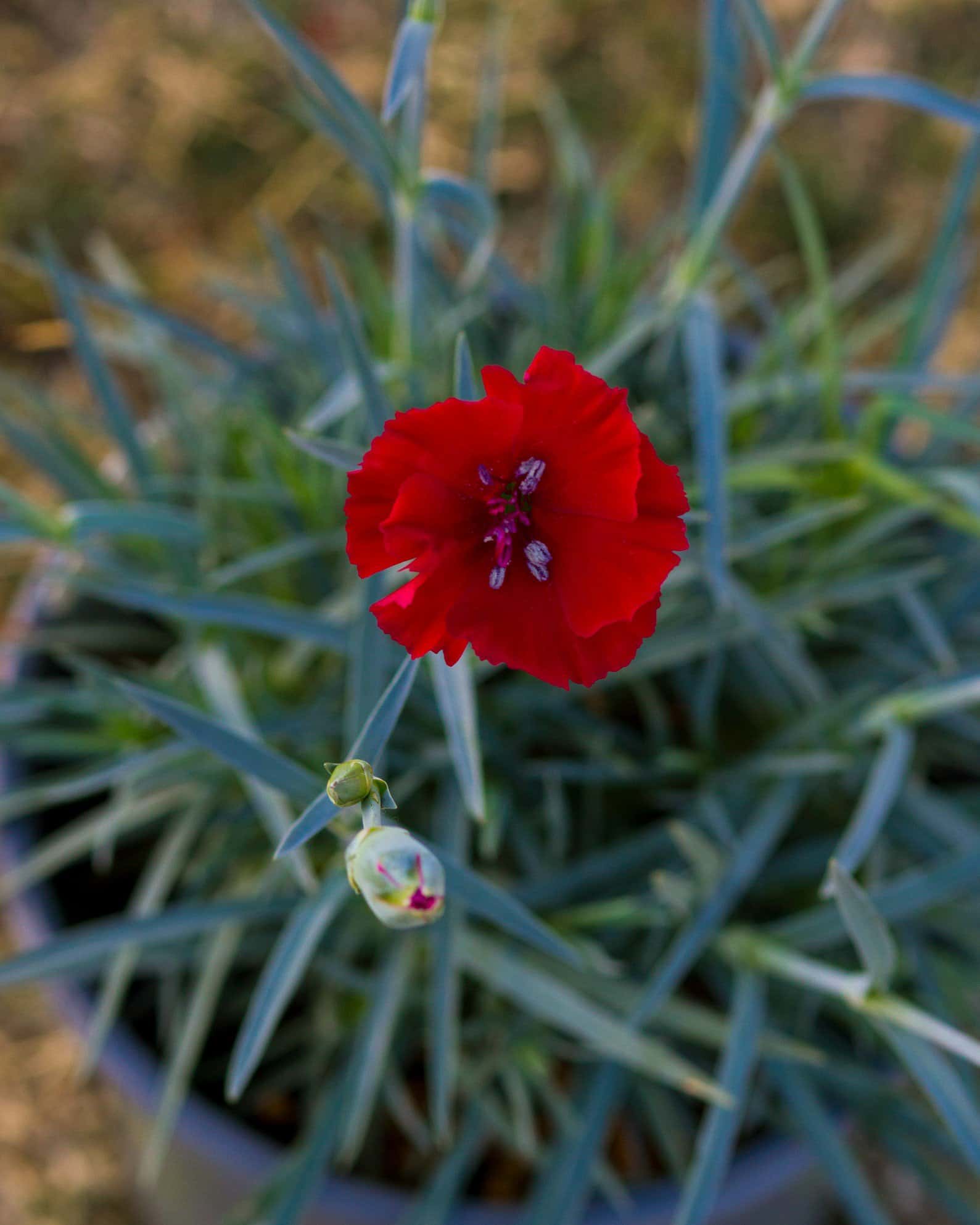 American Pie Cherry Pie Dianthus - Image 3