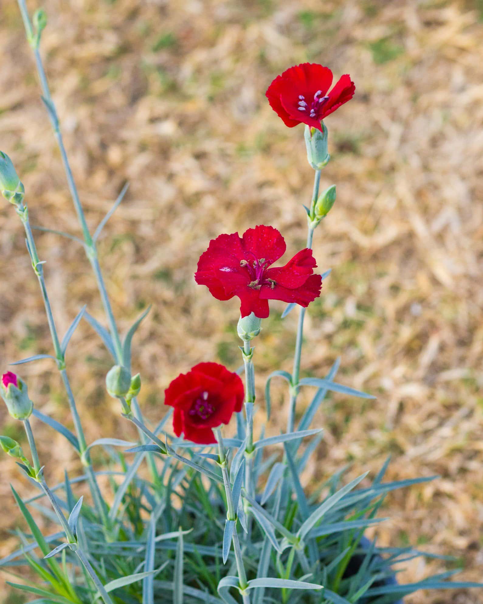 American Pie Cherry Pie Dianthus - Image 4
