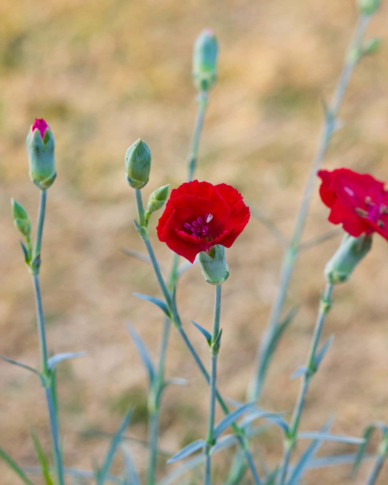 American Pie Cherry Pie Dianthus - Image 5