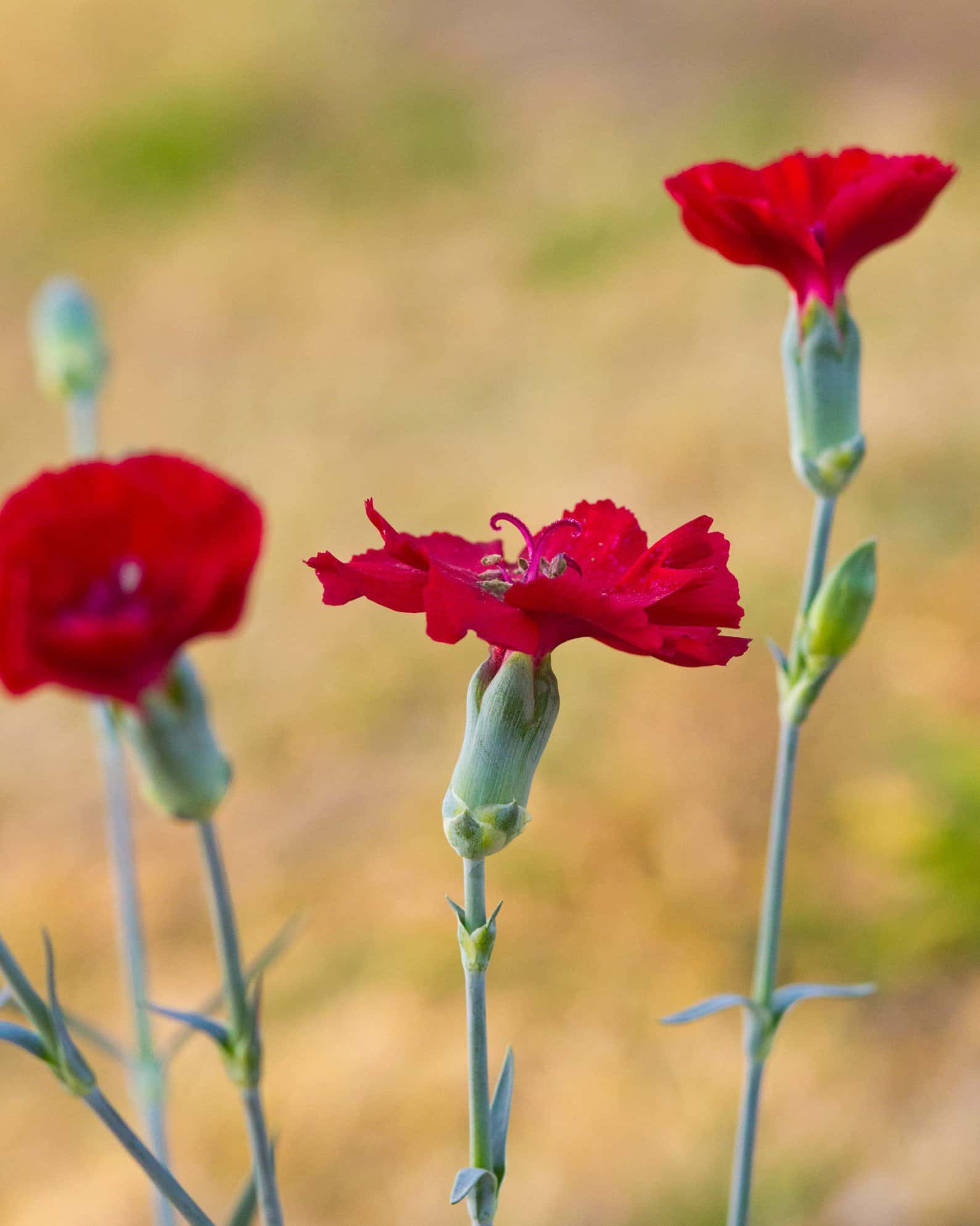 American Pie Cherry Pie Dianthus - Image 6